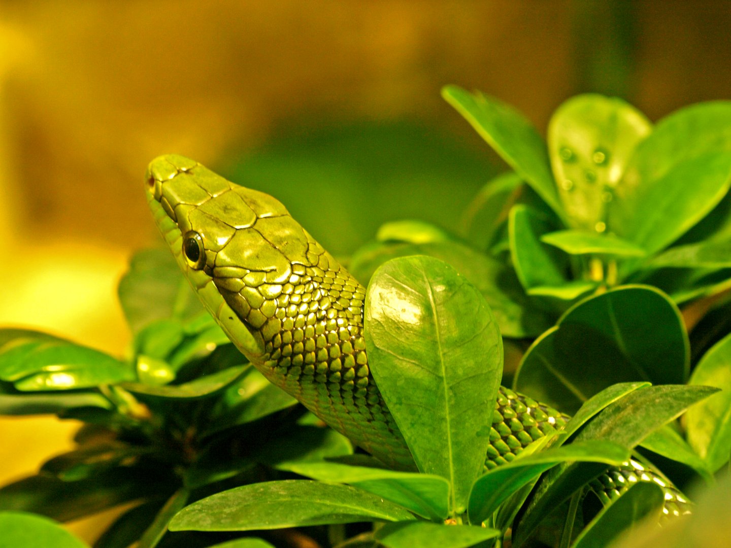 Red-tailed green ratsnake