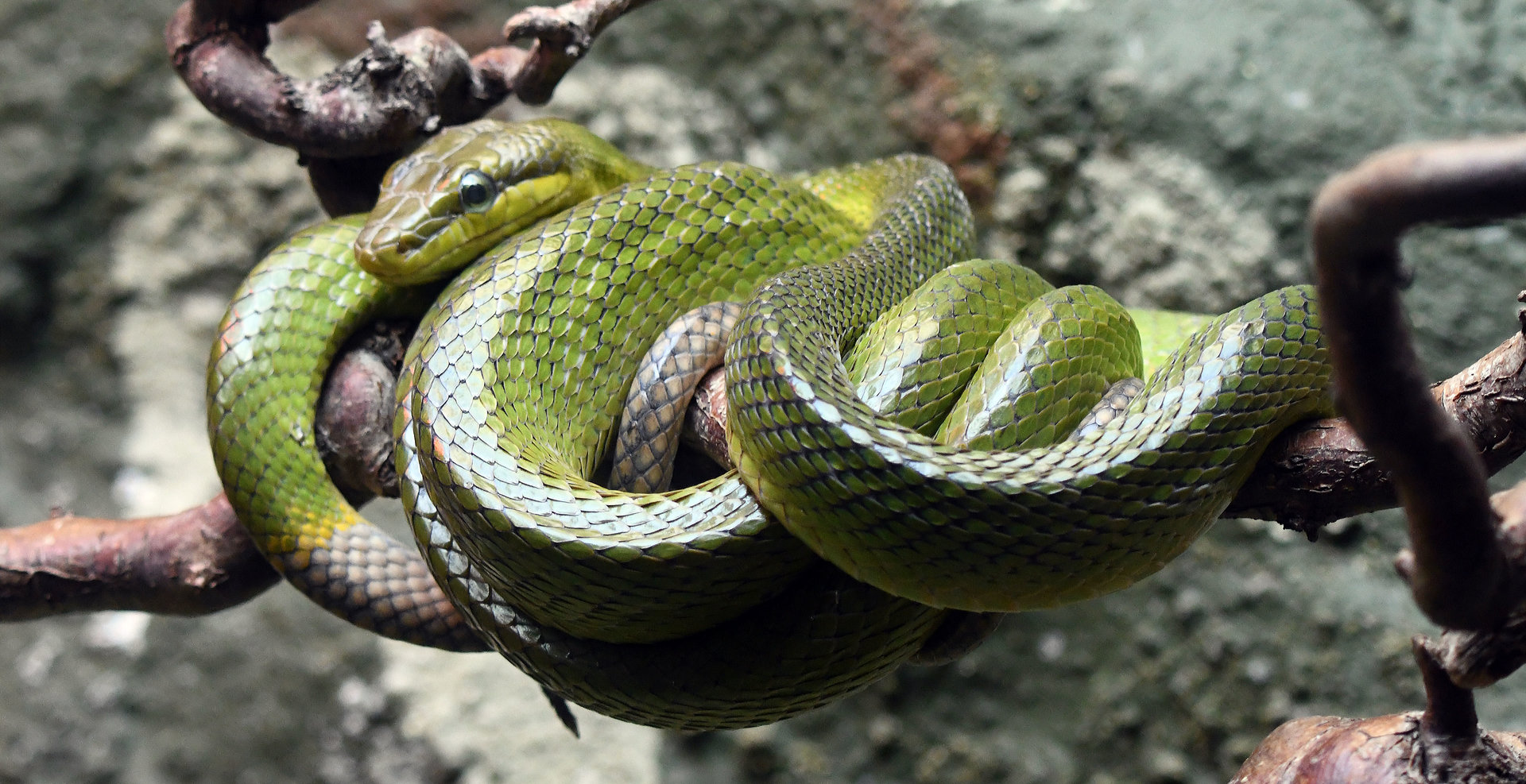 Red-tailed green ratsnake