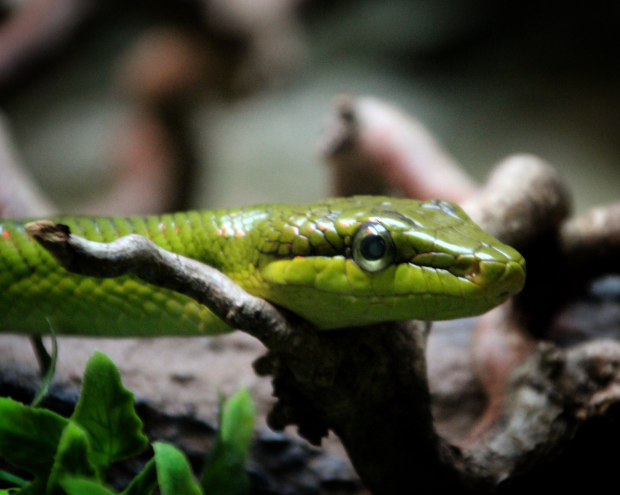Red-tailed Green Ratsnake