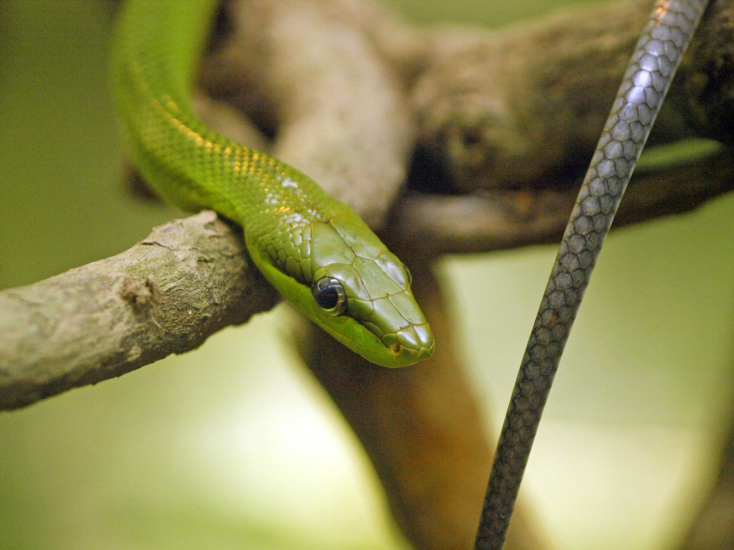 Red-tailed green ratsnake