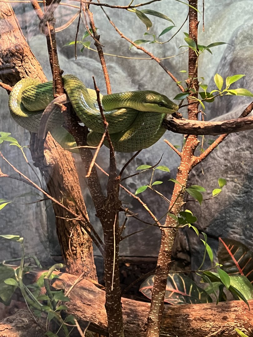 Red-Tailed Green Ratsnake