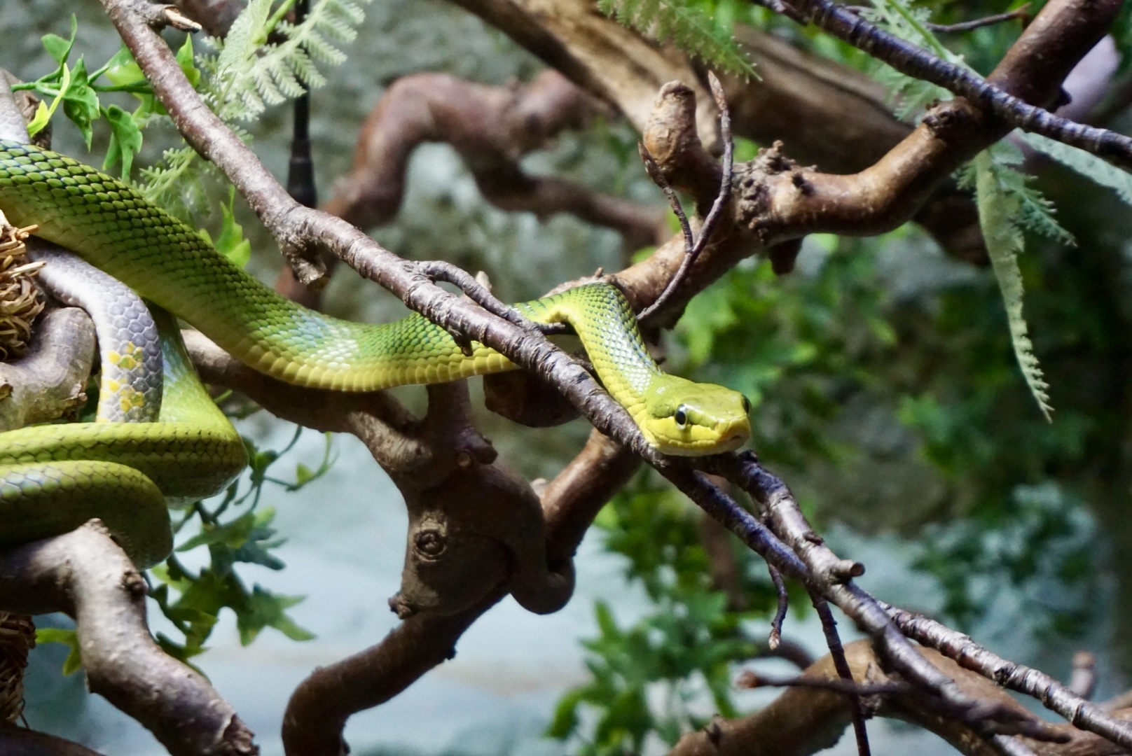 Red-Tailed Green Ratsnake