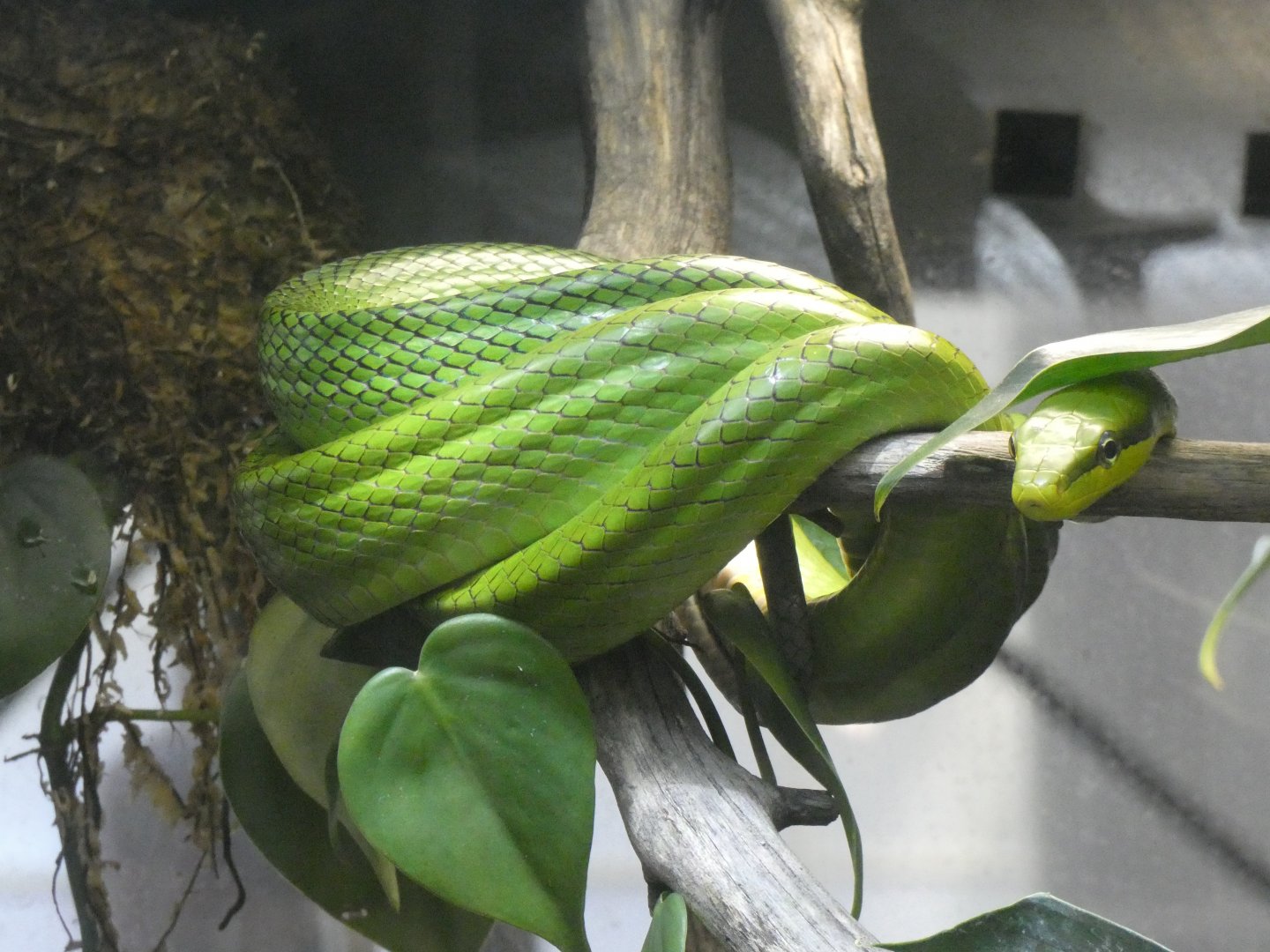 Red-tailed green ratsnake