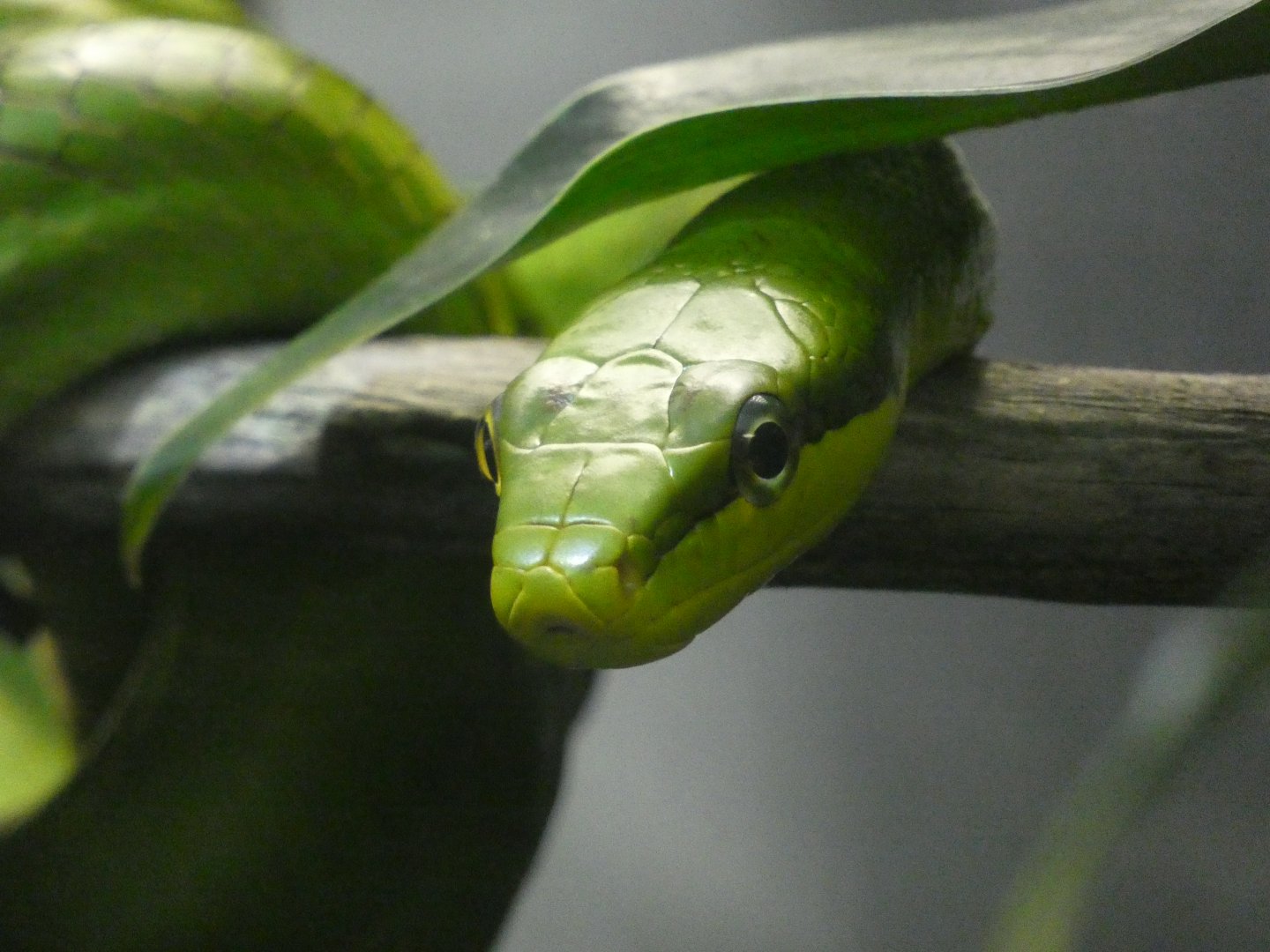 Red-tailed green ratsnake