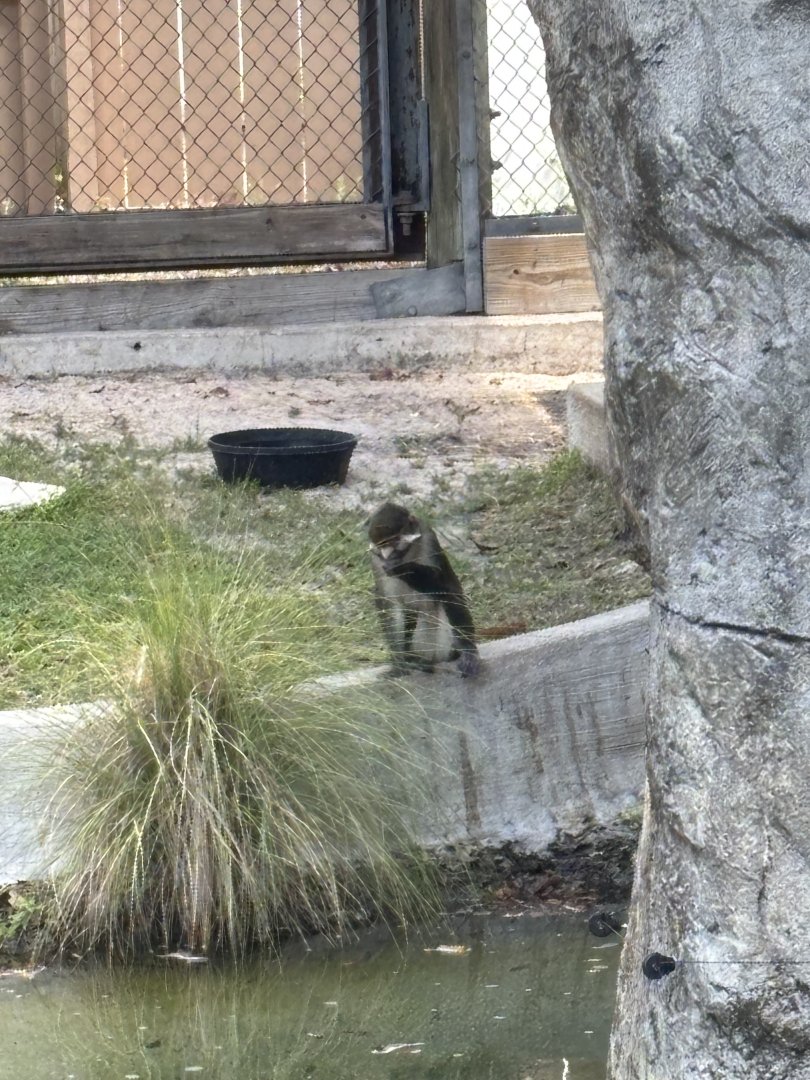 Red-Tailed Guenon - 5/27/2025