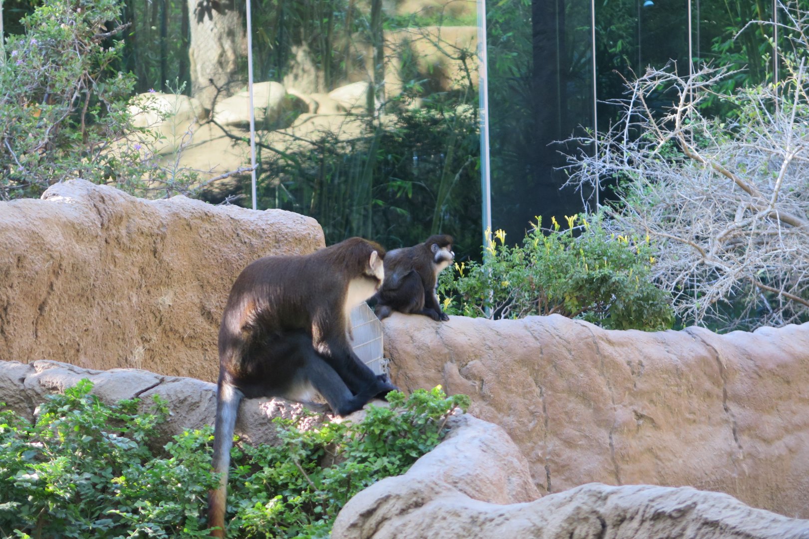 Red Tailed Guenon(8/23/2024)