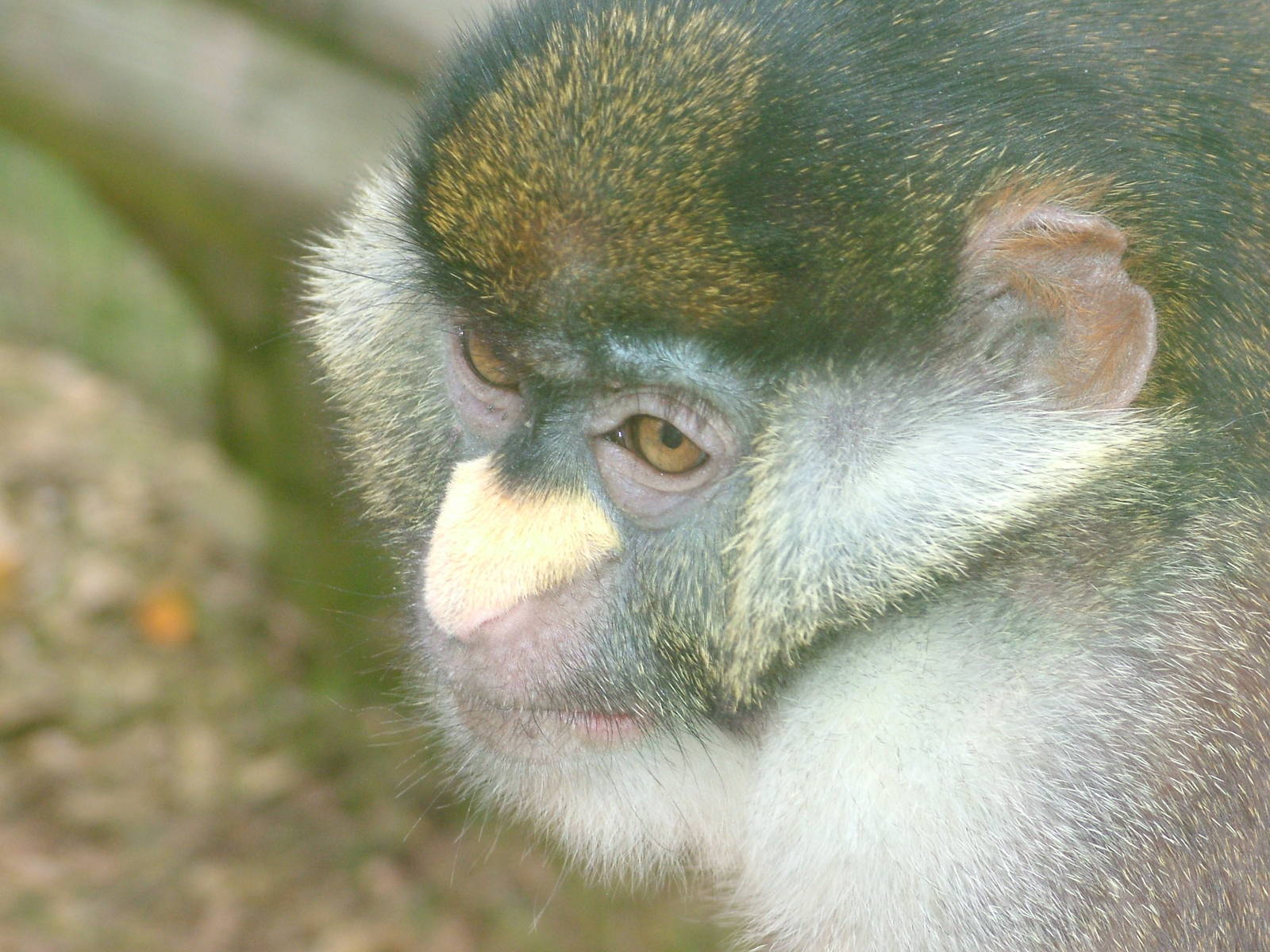 Red-tailed Guenon at Twycross 25/05/09