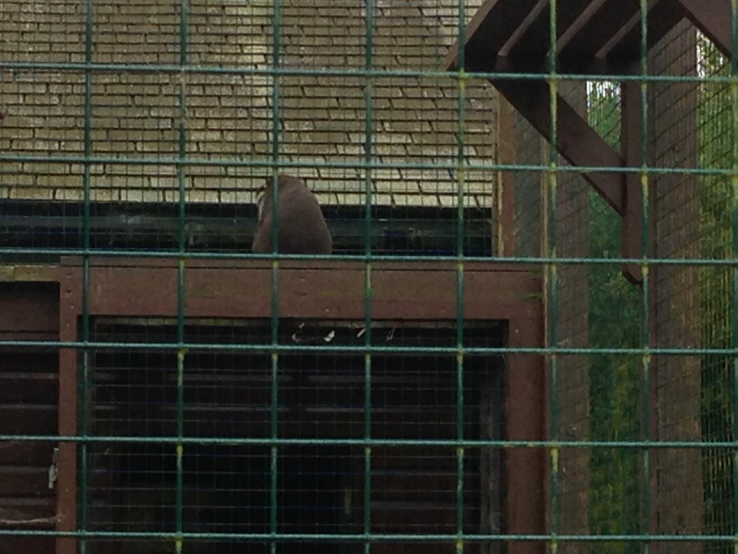 Red-Tailed Guenon - (Cercopithecus Ascanius)