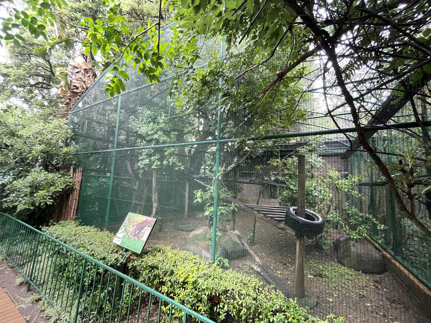 Red-tailed Guenon Enclosure ( Cercopithecus ascanius)