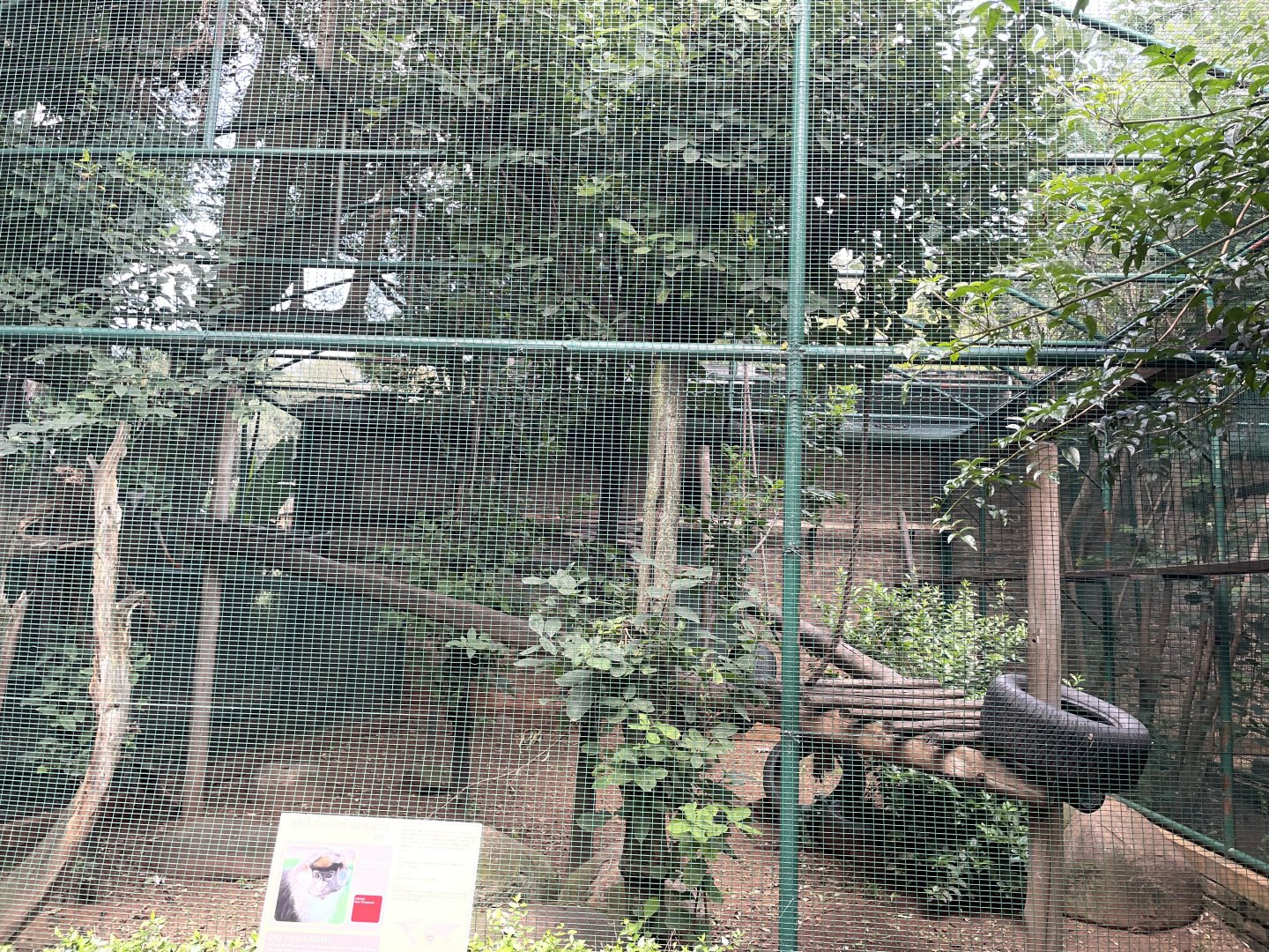 Red-Tailed Guenon  Exhibit