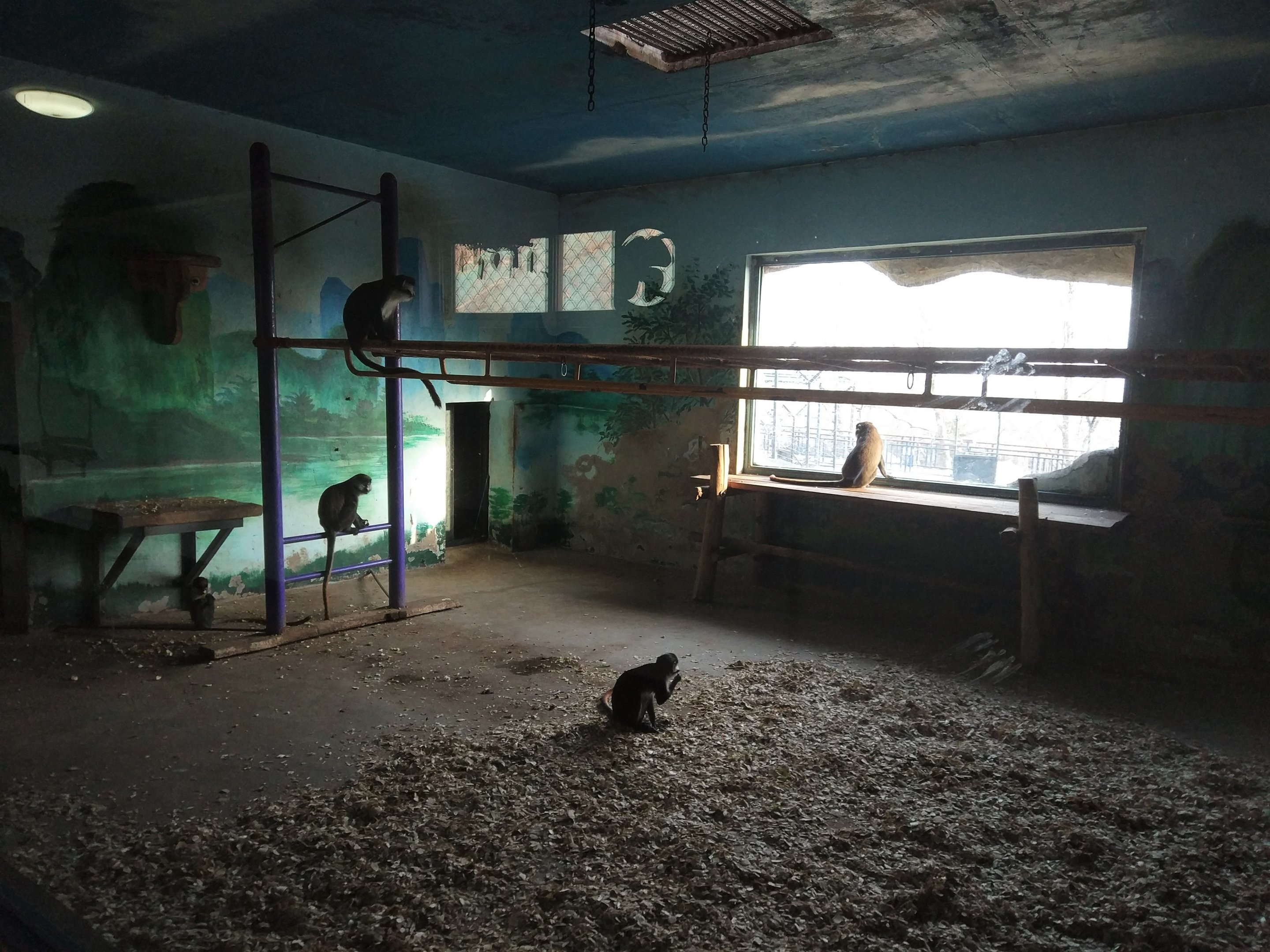 Red-tailed Guenon Indoors