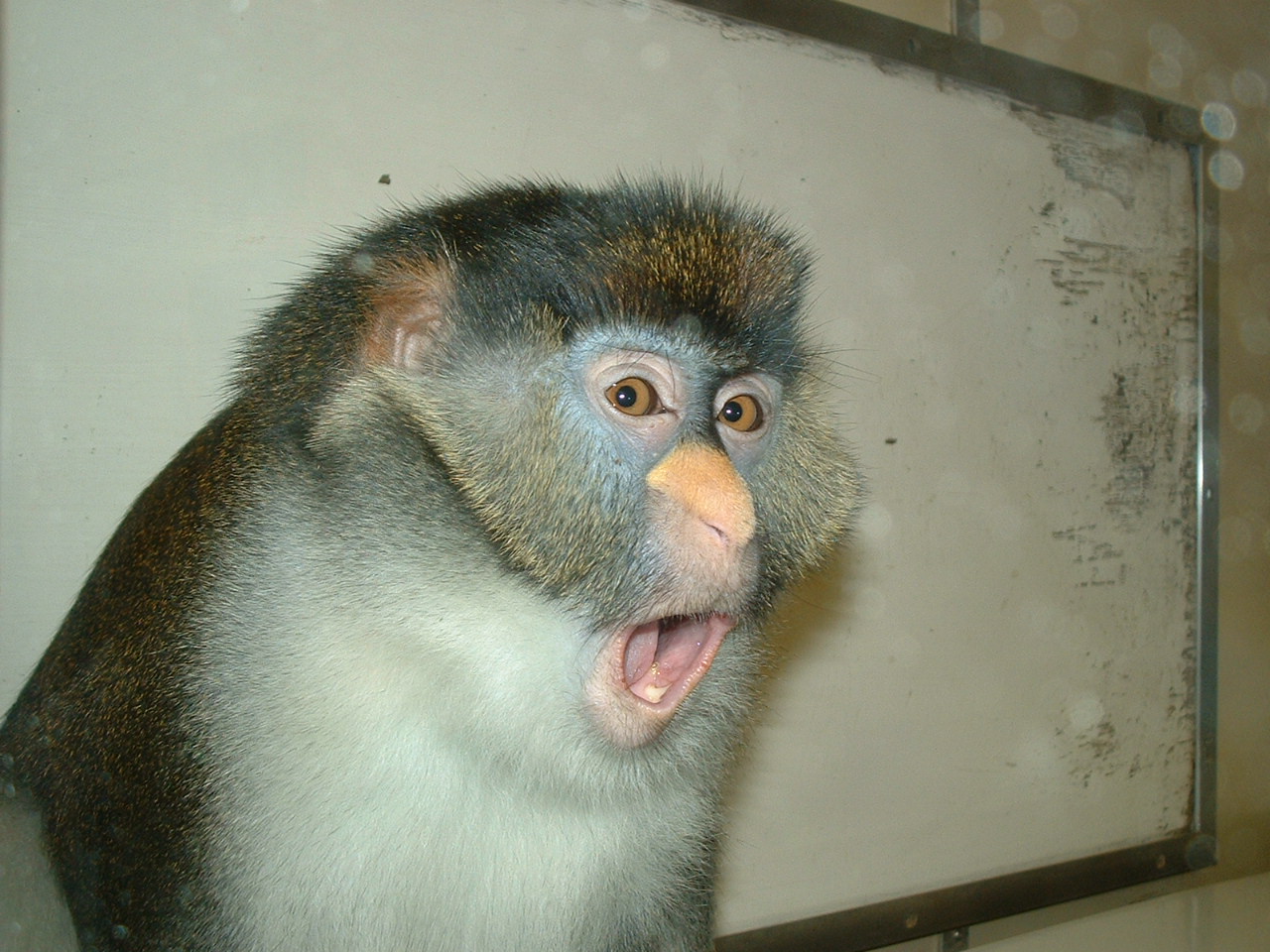 Red Tailed Guenon - Twycross 2006