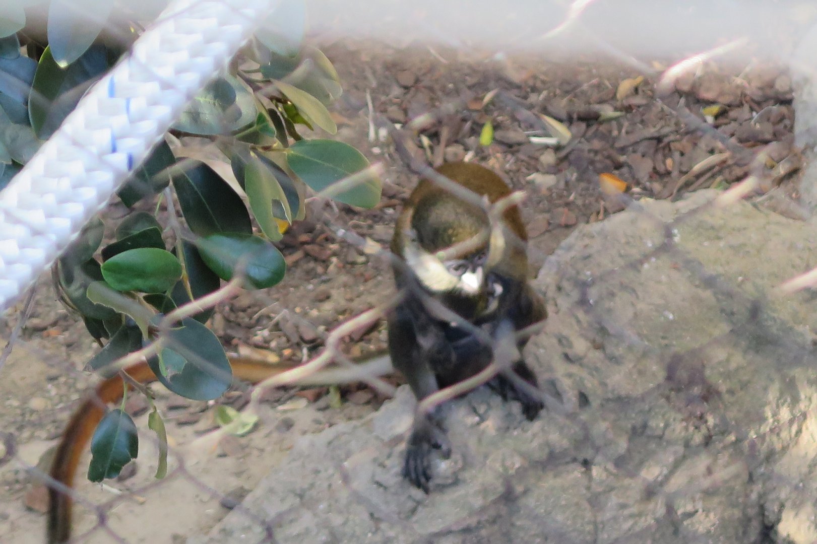 Red Tailed Guenon w/ baby(8/23/2024)