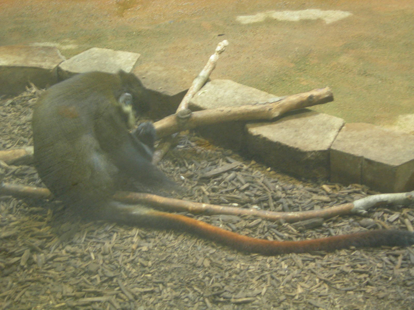 Red-Tailed Guenon