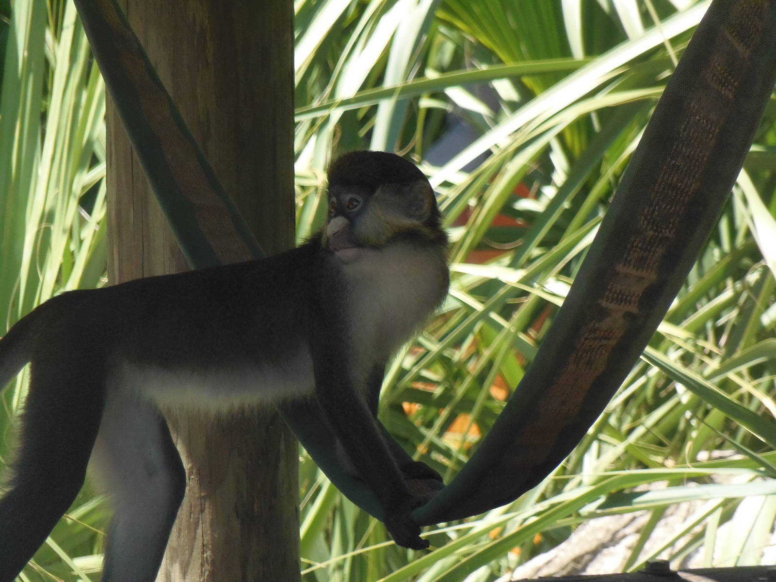 Red-Tailed Guenon