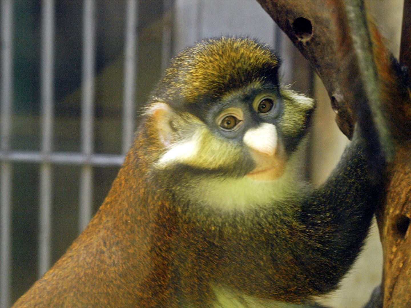 Red tailed guenon