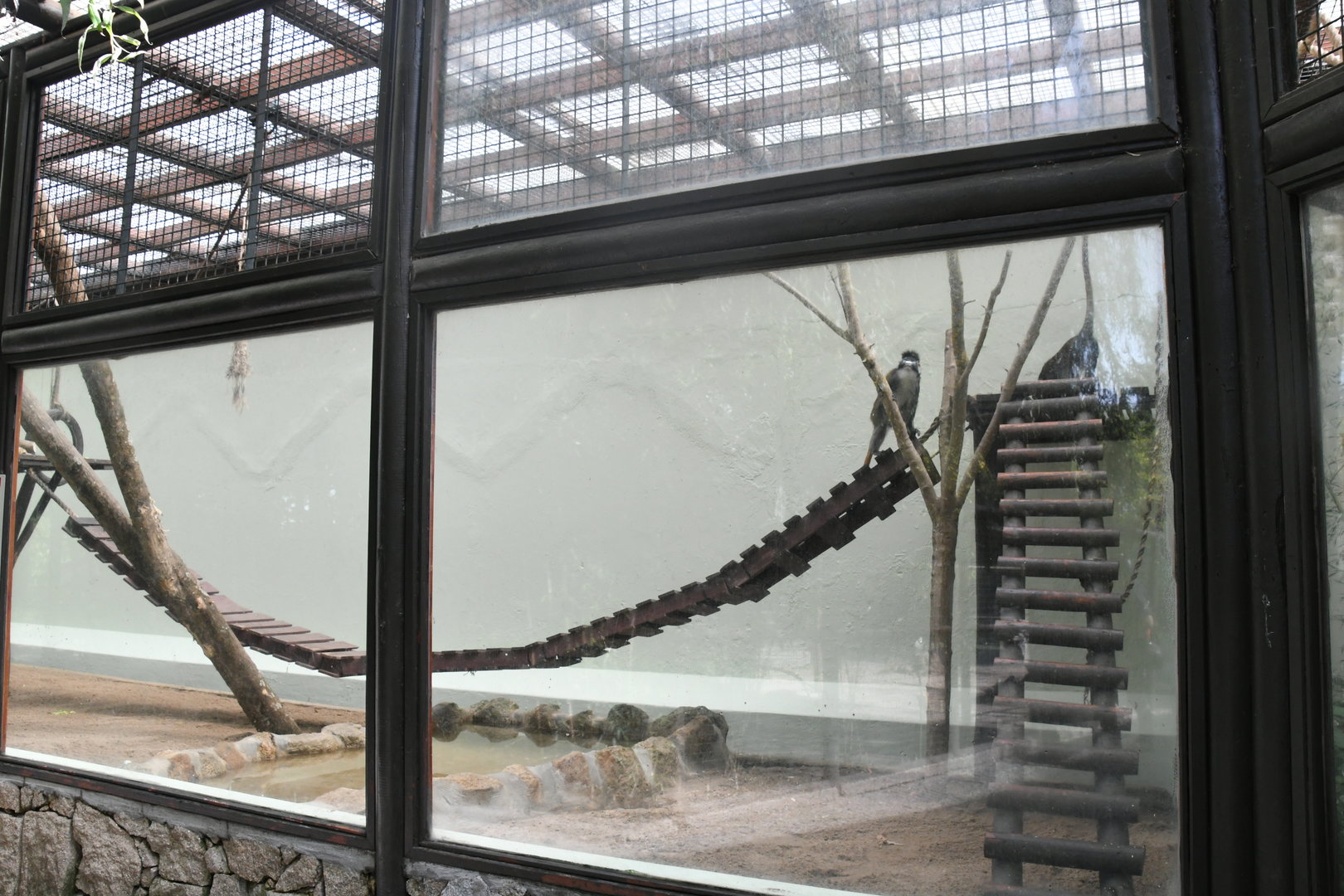 Red-tailed Guenons cage