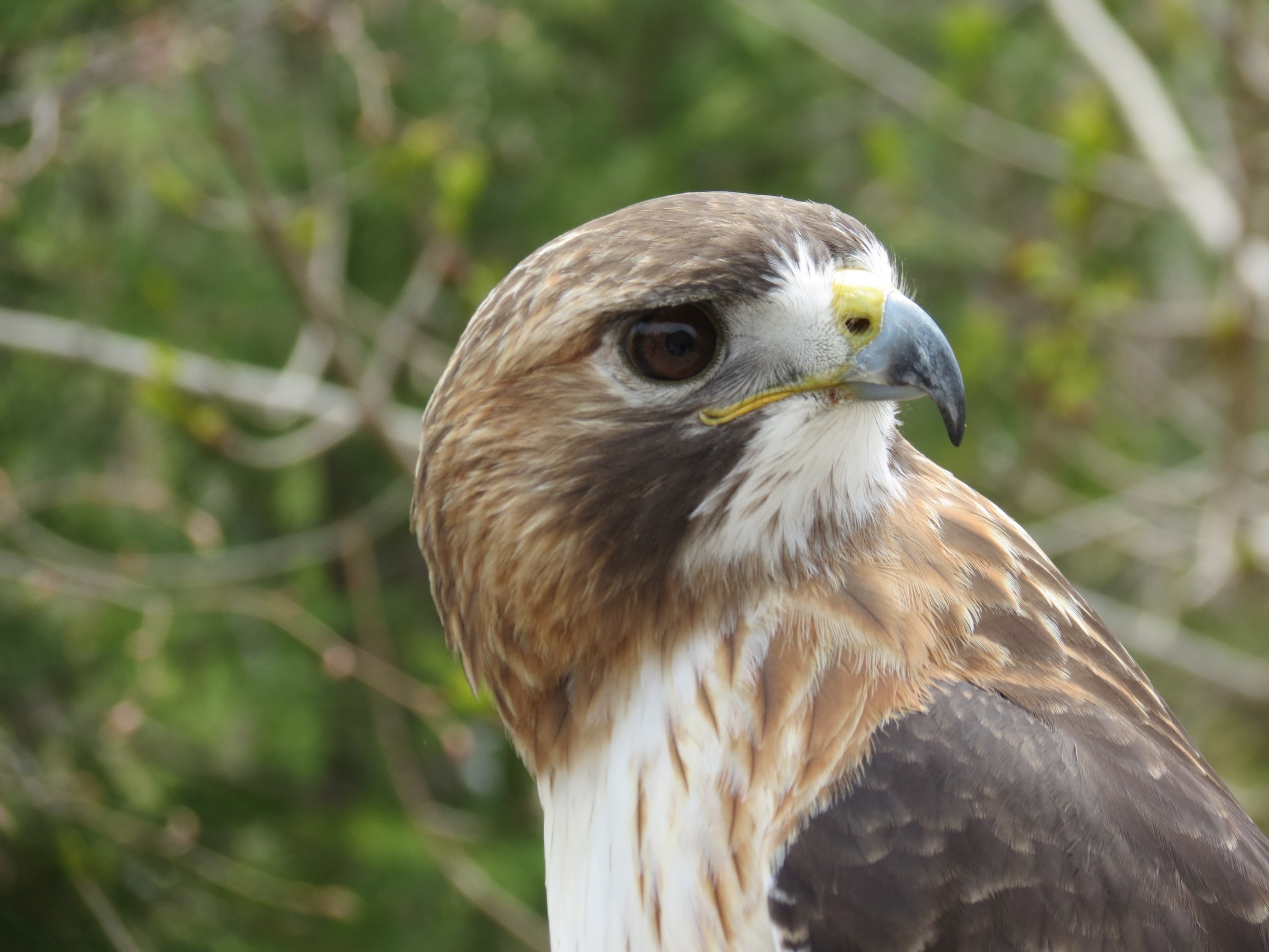 Red-tailed Hawk 1 of 2
