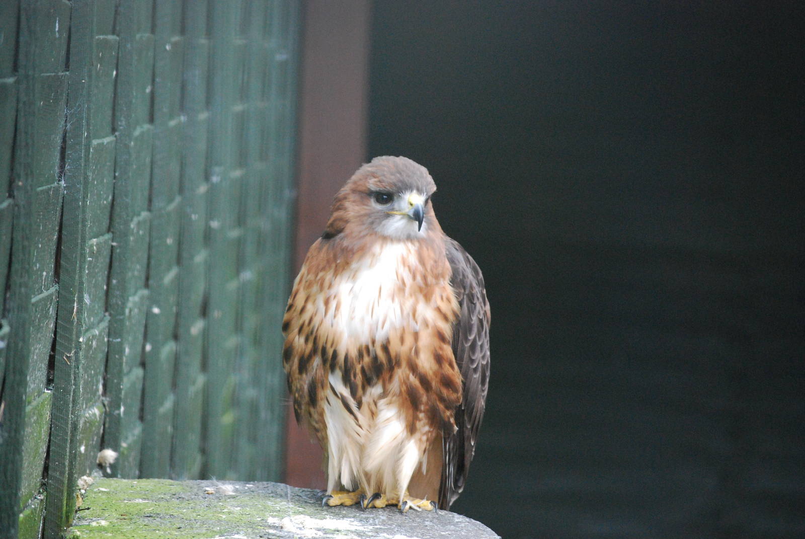 RED TAILED HAWK 19