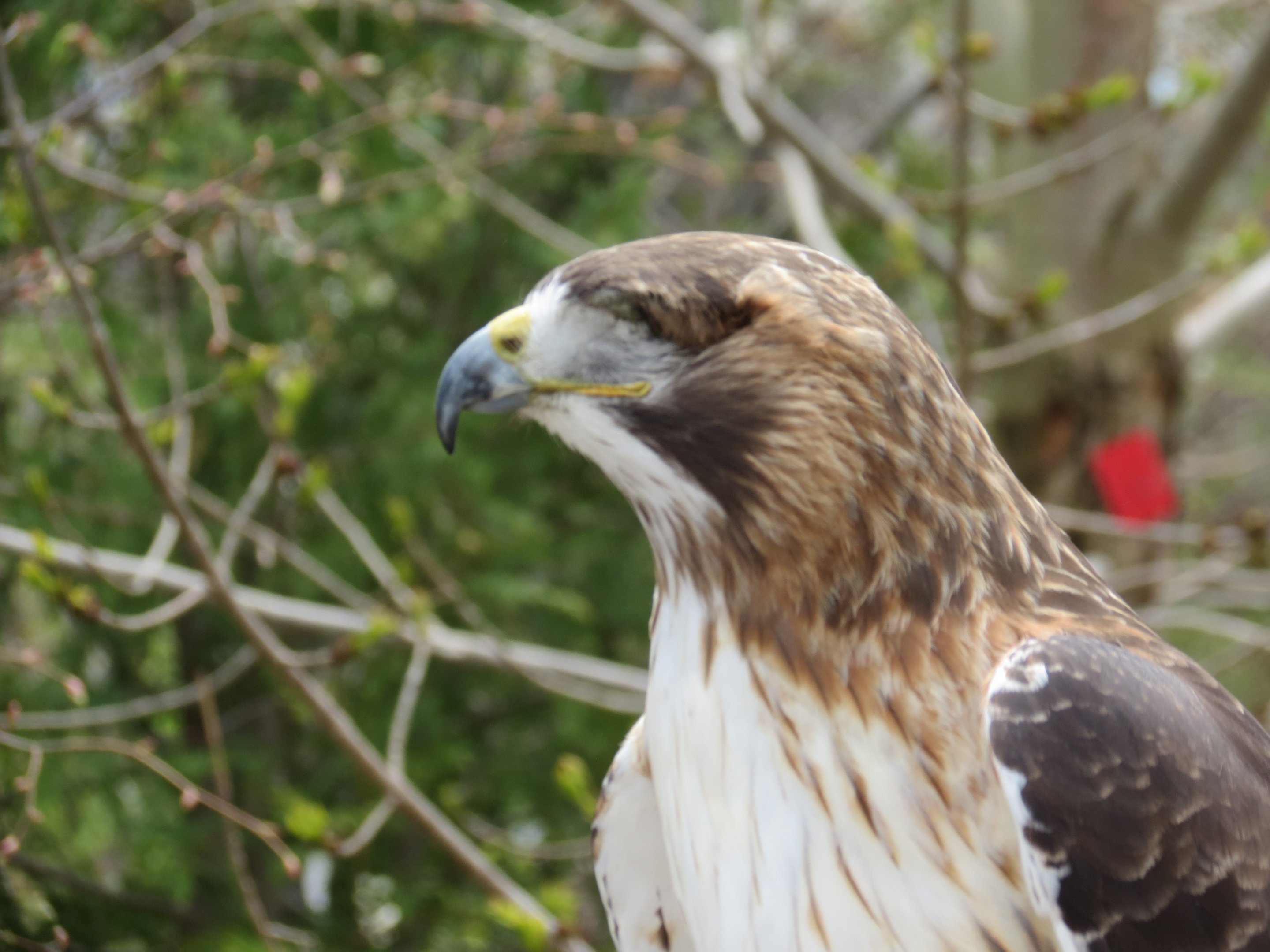 Red-tailed Hawk 2 of 2