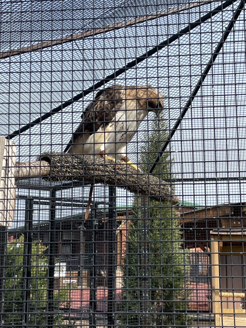 Red-Tailed Hawk (4/23/2022)