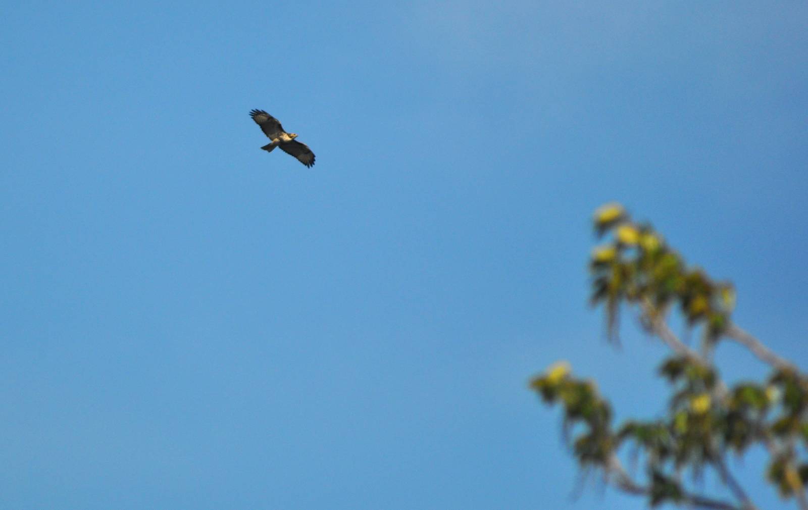 Red-tailed Hawk (?) - Alaska (Six Mile Lake)
