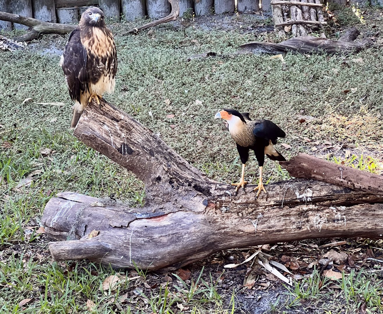 Red-tailed Hawk and Crested Caracara Exhibit