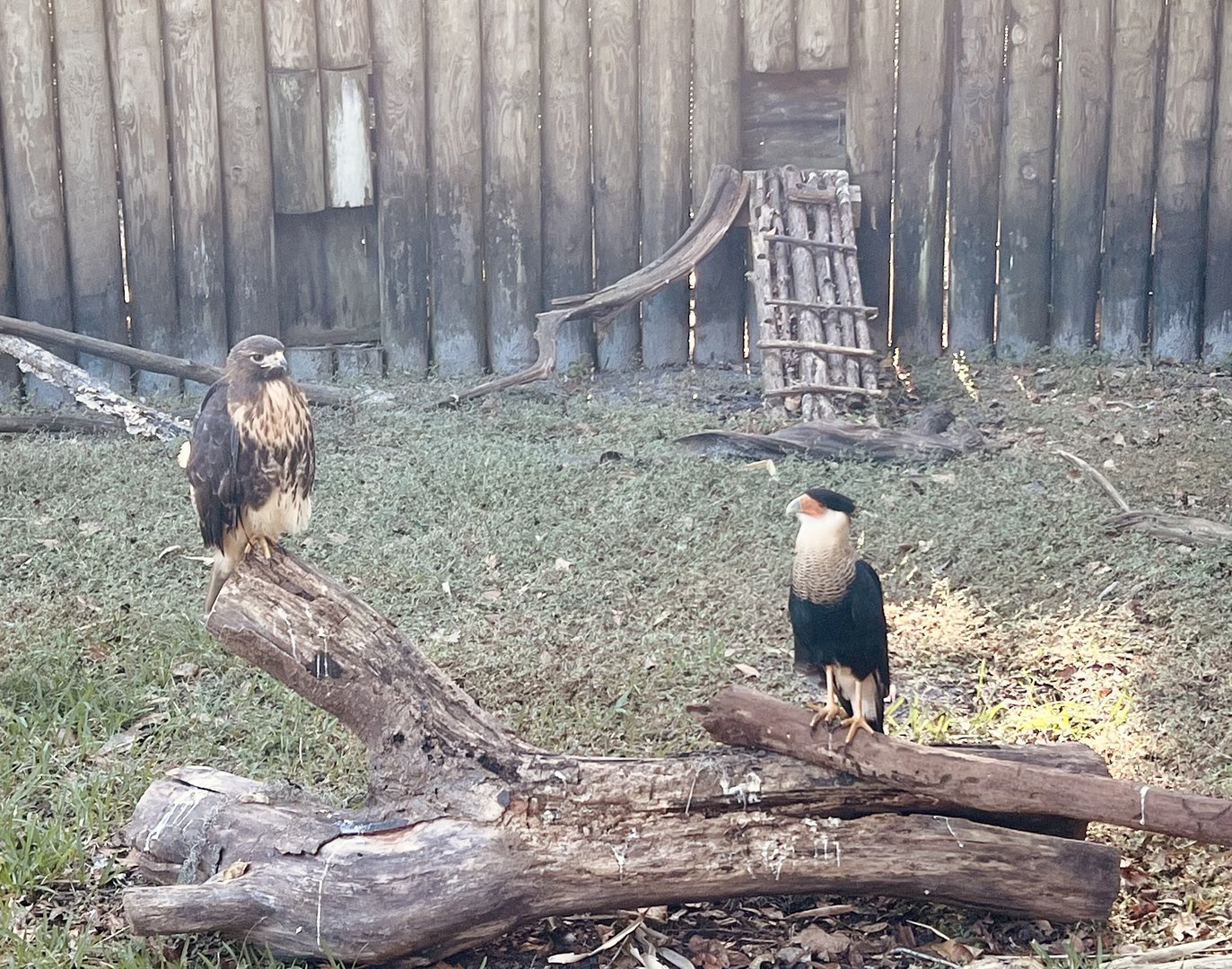 Red-Tailed Hawk and Crested Caracara