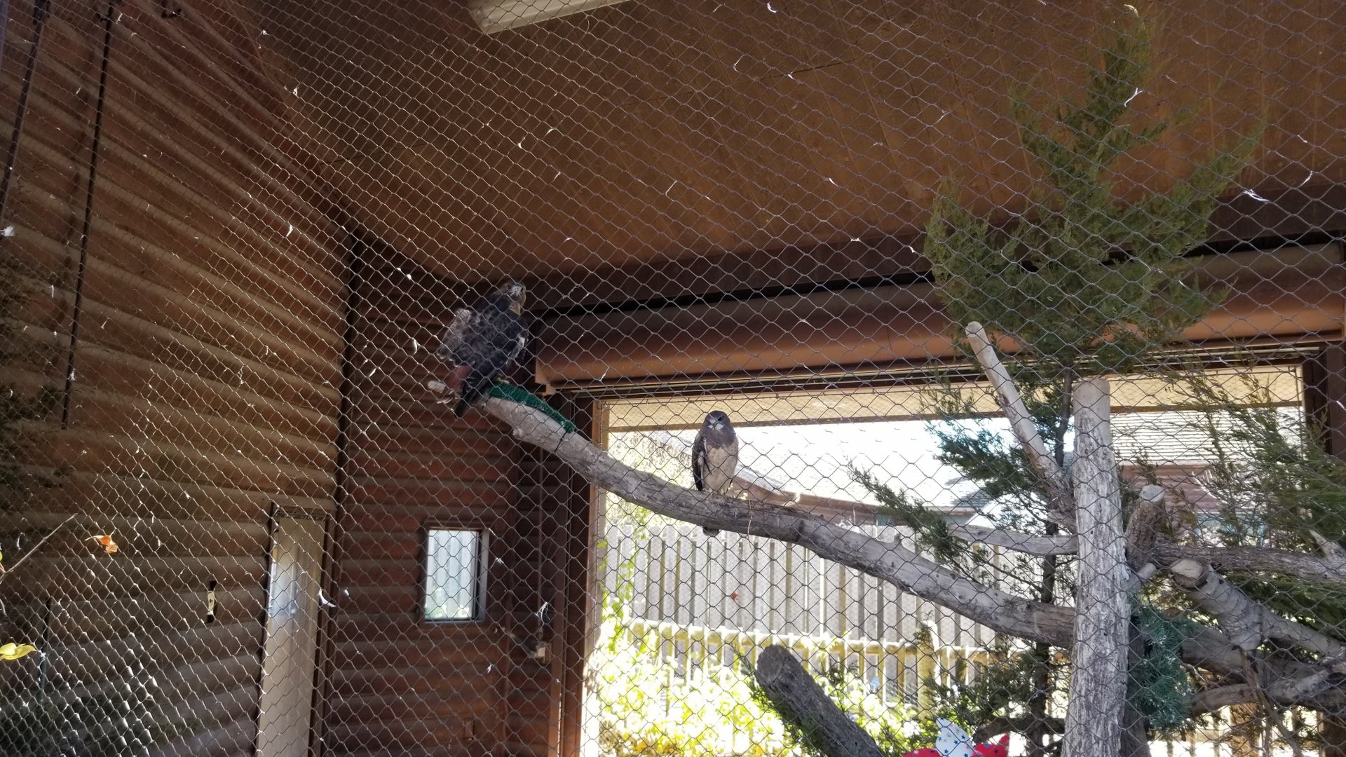 Red-tailed Hawk and Swainson's Hawk