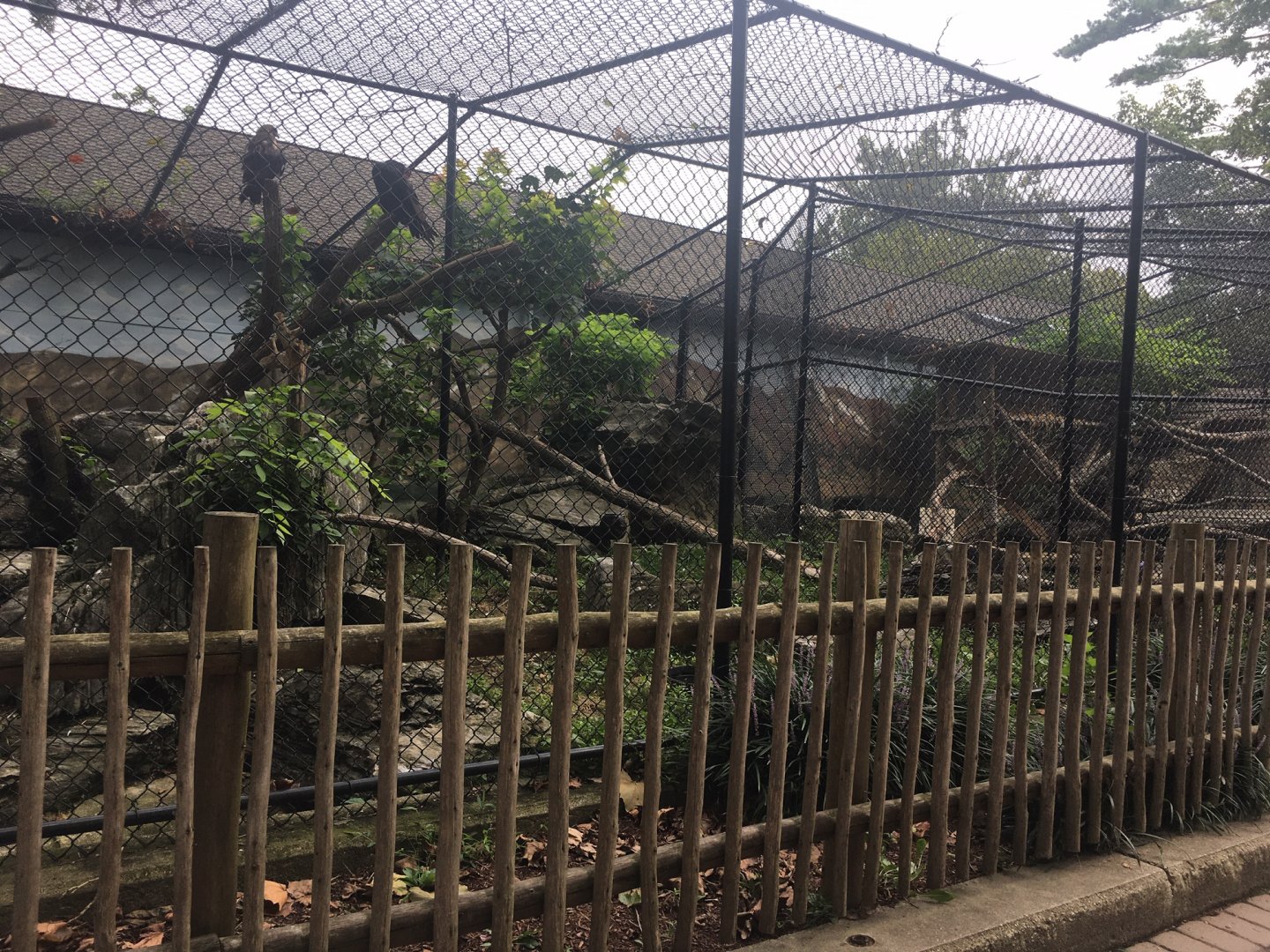 Red-tailed Hawk and Turkey Vulture Exhibit