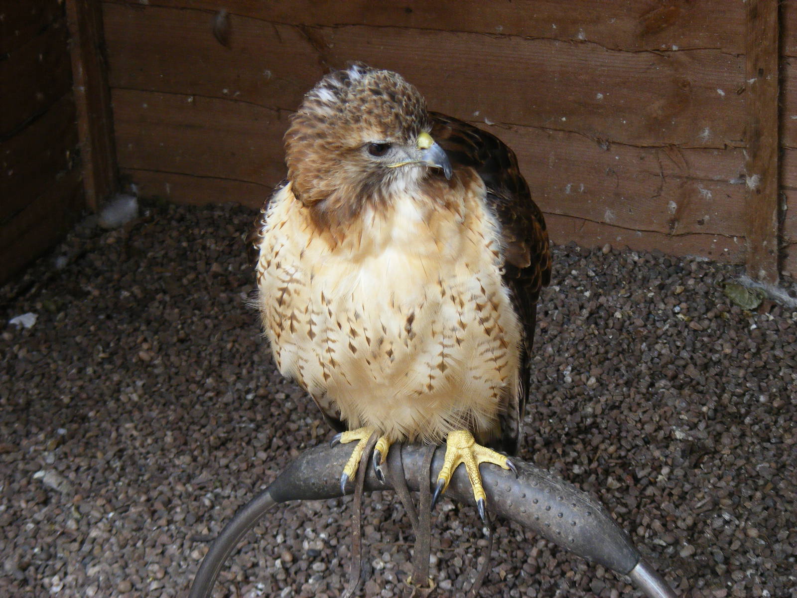 Red tailed hawk at Gentleshaw Wildlife Centre, 18 June 2011