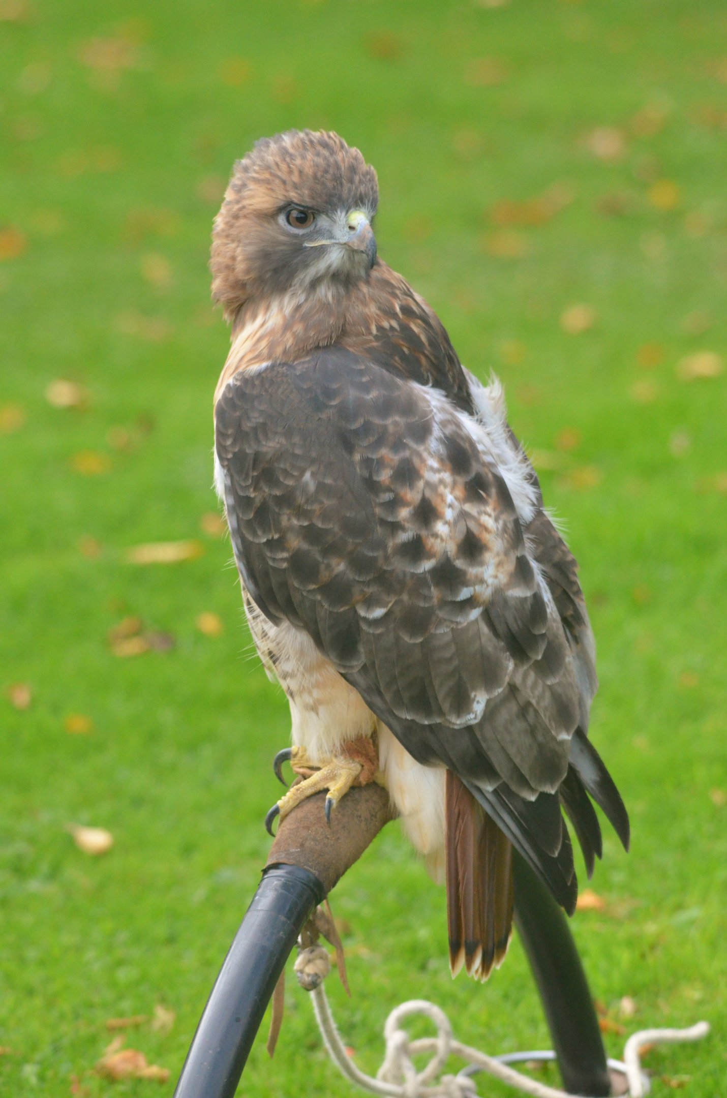 Red-tailed Hawk at ICBP Newent, 07/10/17