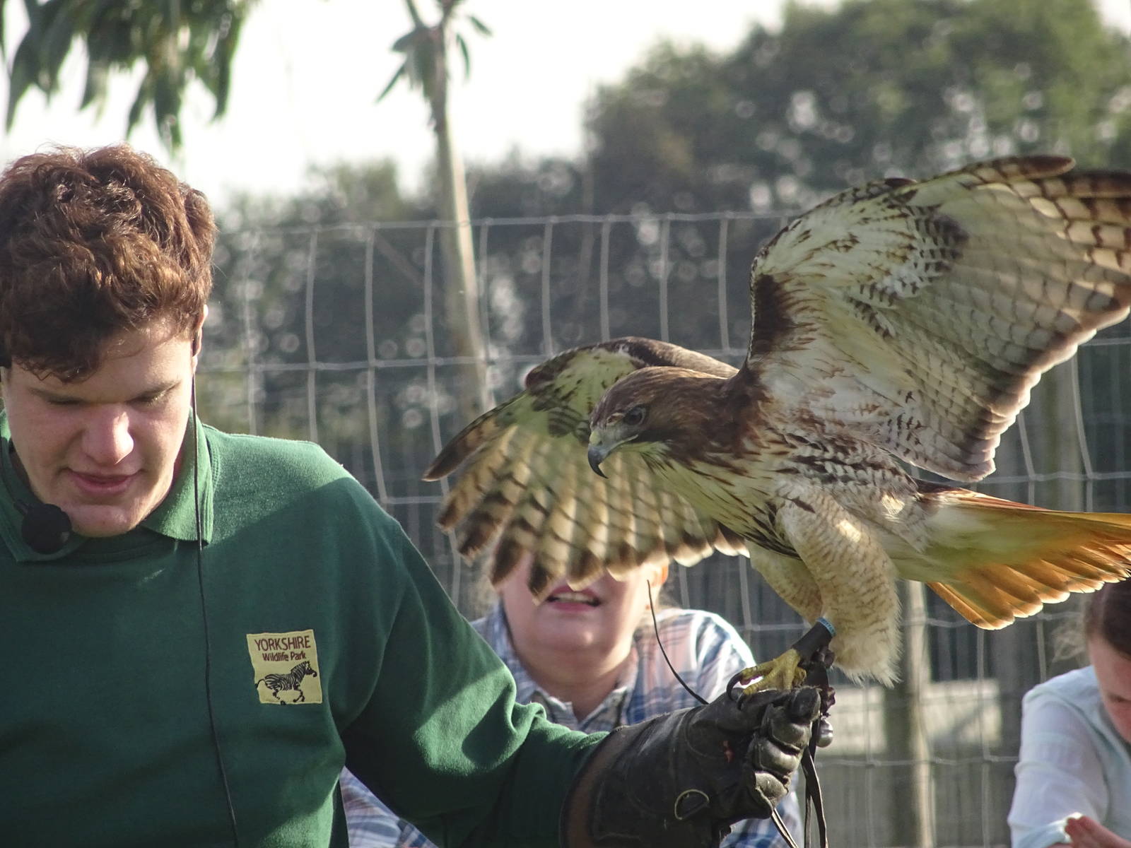Red-tailed Hawk at the Animal Action Theatre at Yorkshire Wildlife Park