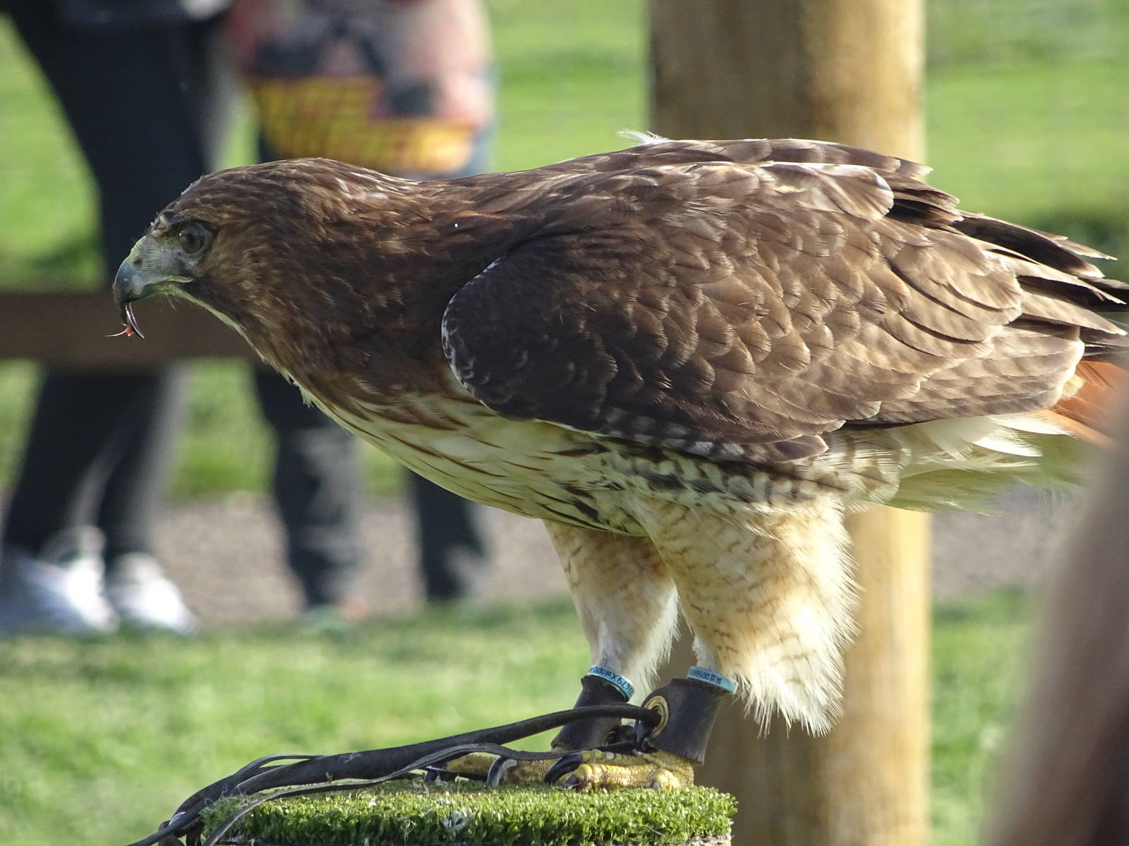 Red-tailed Hawk at the Animal Action Theatre at Yorkshire Wildlife Park