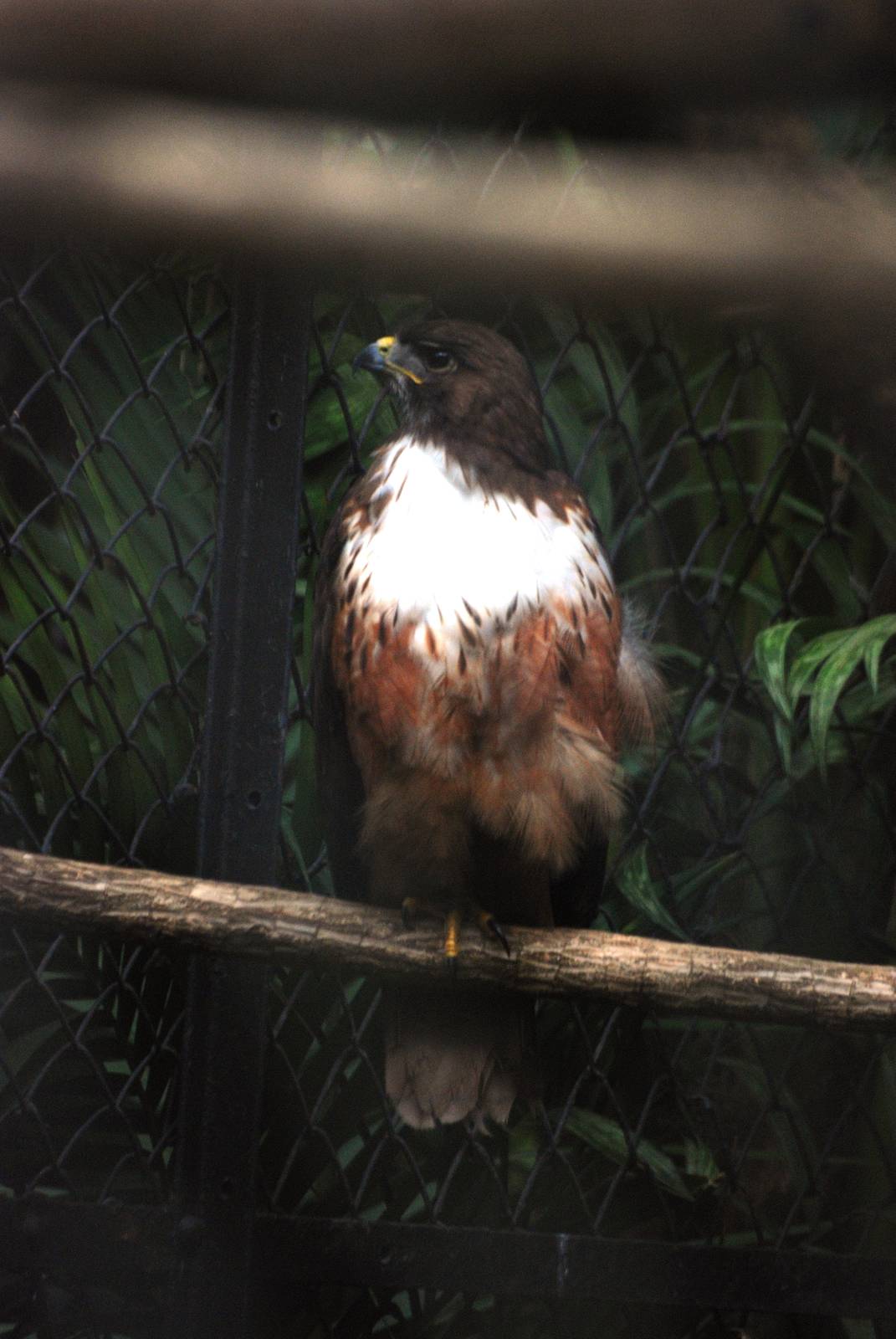 Red-tailed Hawk at Zoo Simon Bolivar, 12/04/14