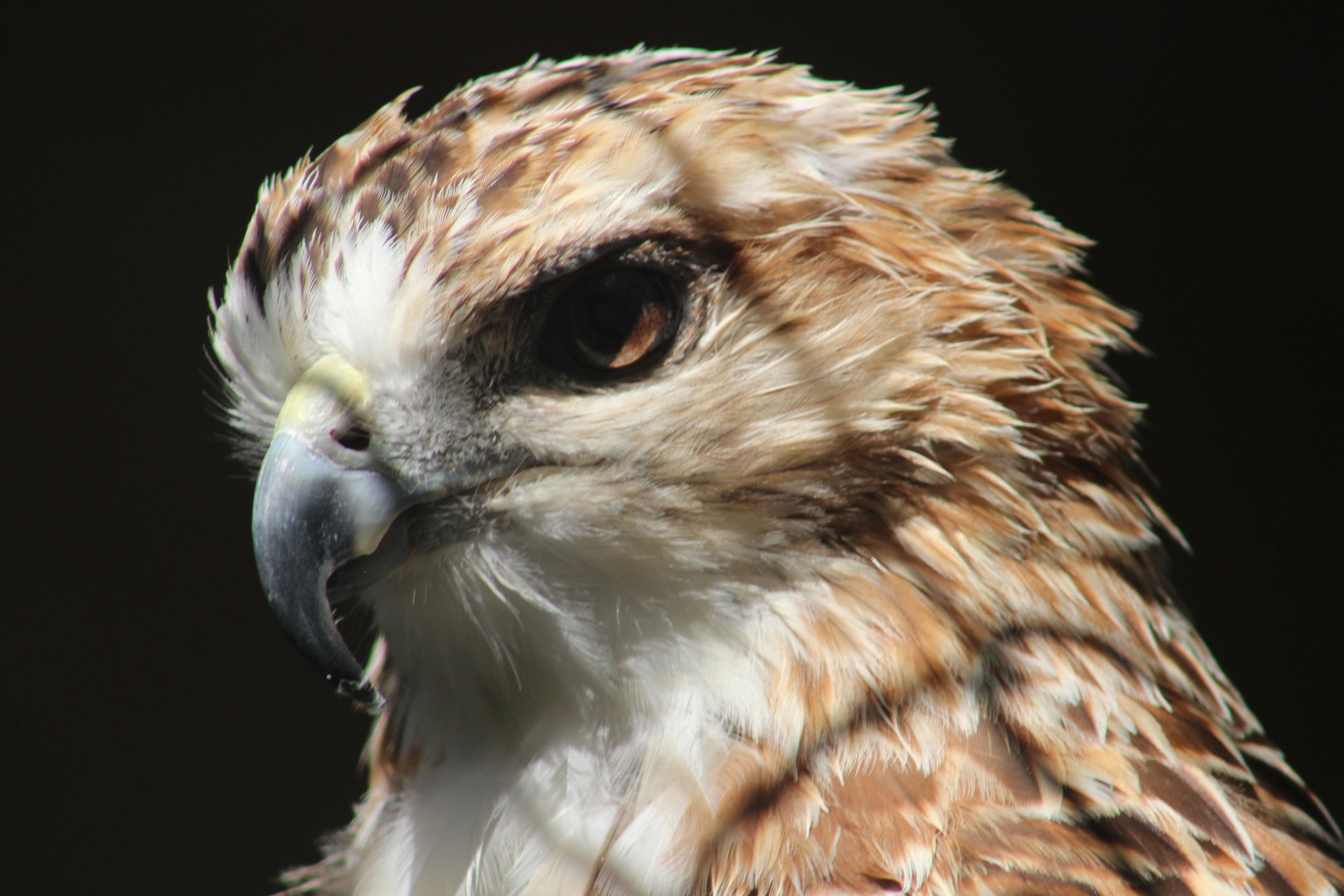 Red-tailed hawk | August 19, 2023