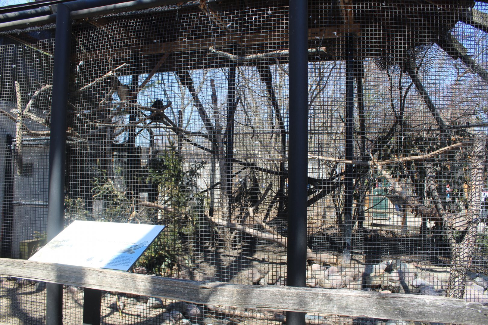 Red-tailed Hawk Avairy - Birds of Prey