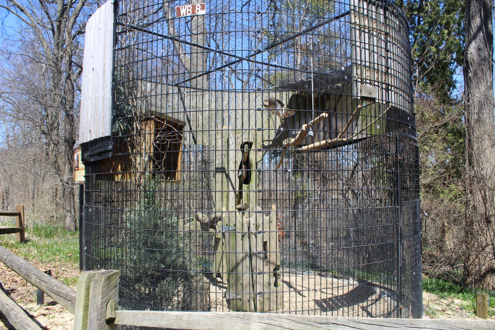 Red-Tailed Hawk Avairy