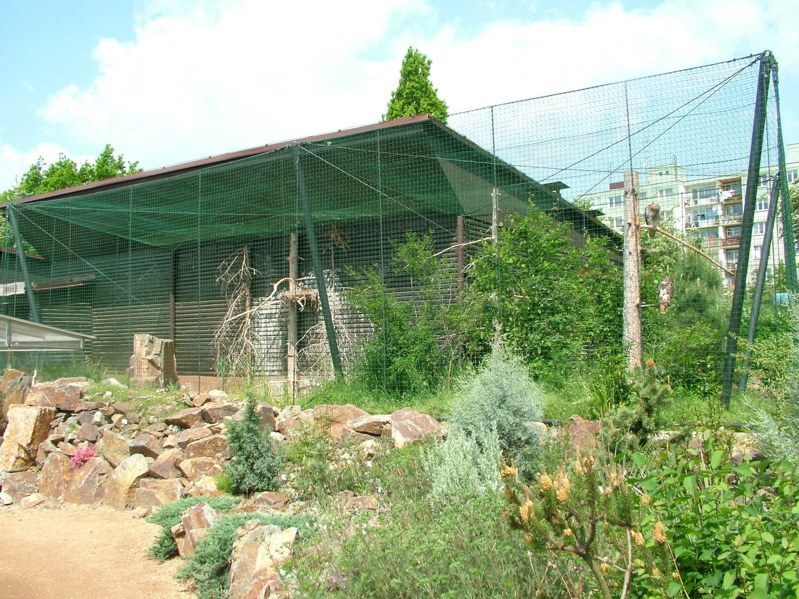 Red-tailed Hawk aviary at Plzen, 25/05/10