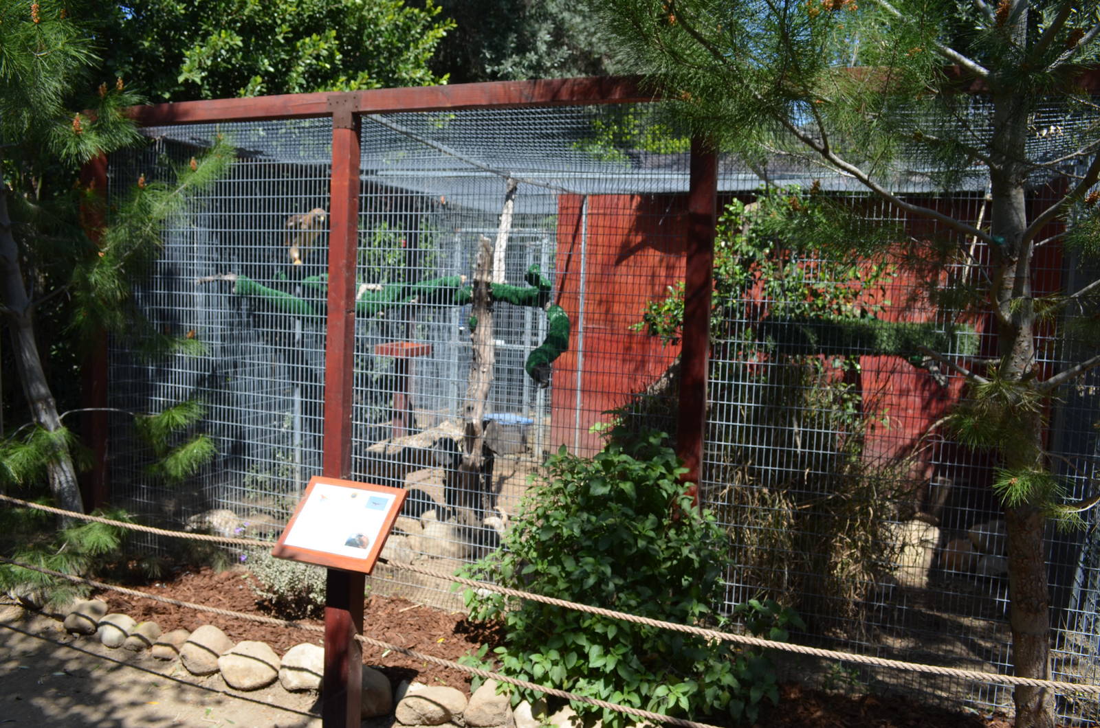 Red-tailed Hawk Aviary
