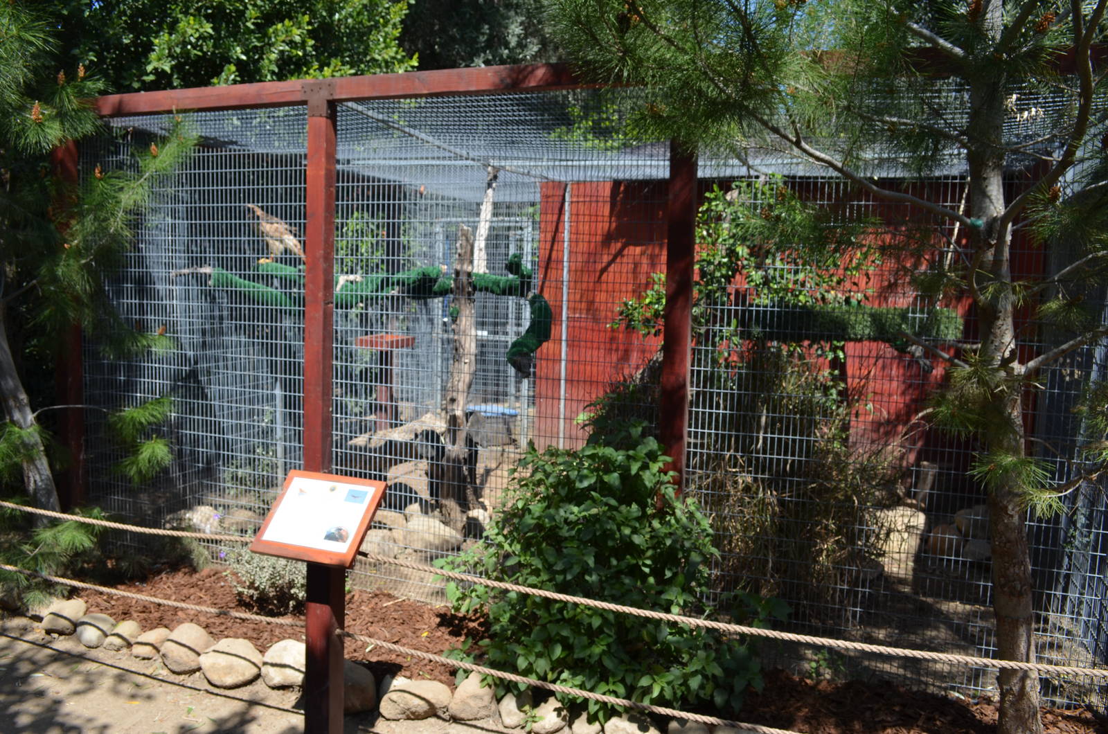 Red-tailed Hawk Aviary