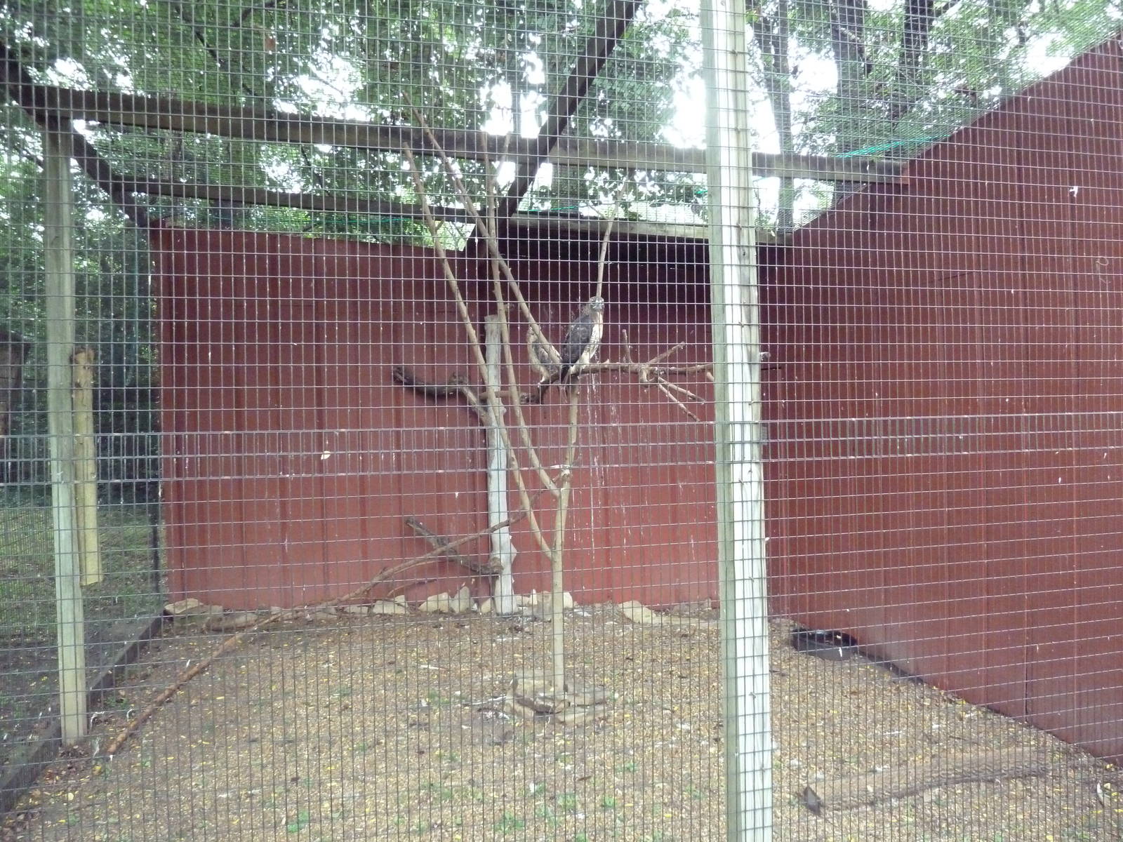 Red-Tailed Hawk Aviary