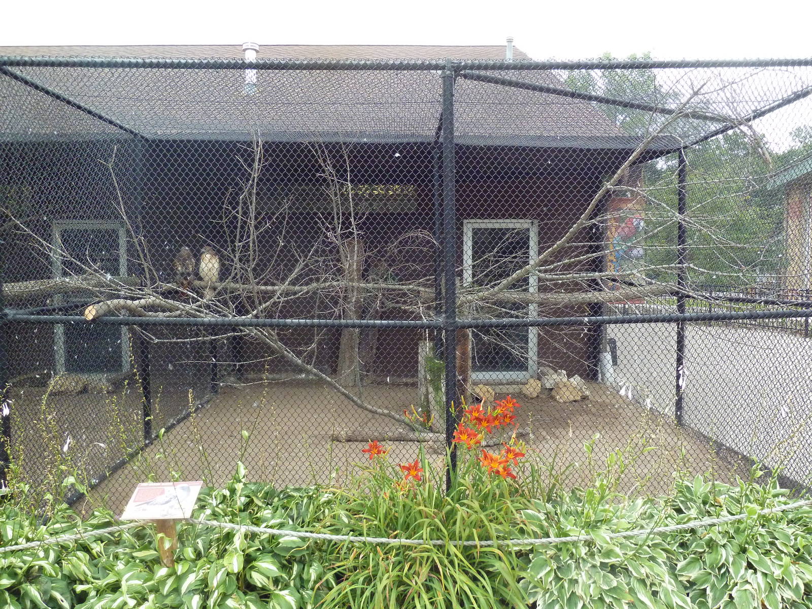 Red-Tailed Hawk Aviary