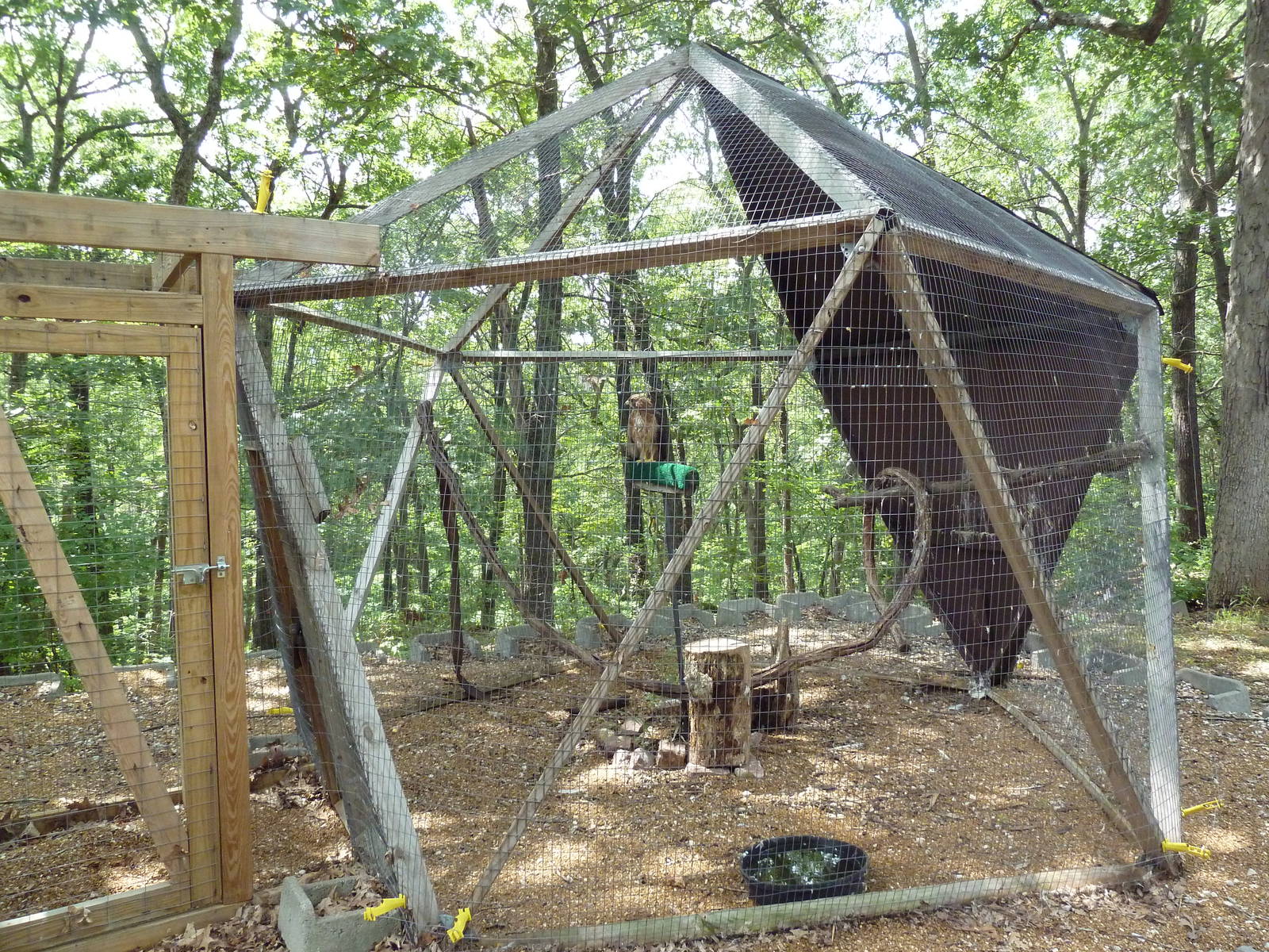 Red-Tailed Hawk Aviary