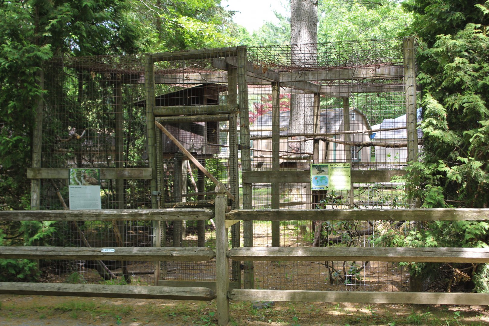 Red-Tailed Hawk Aviary