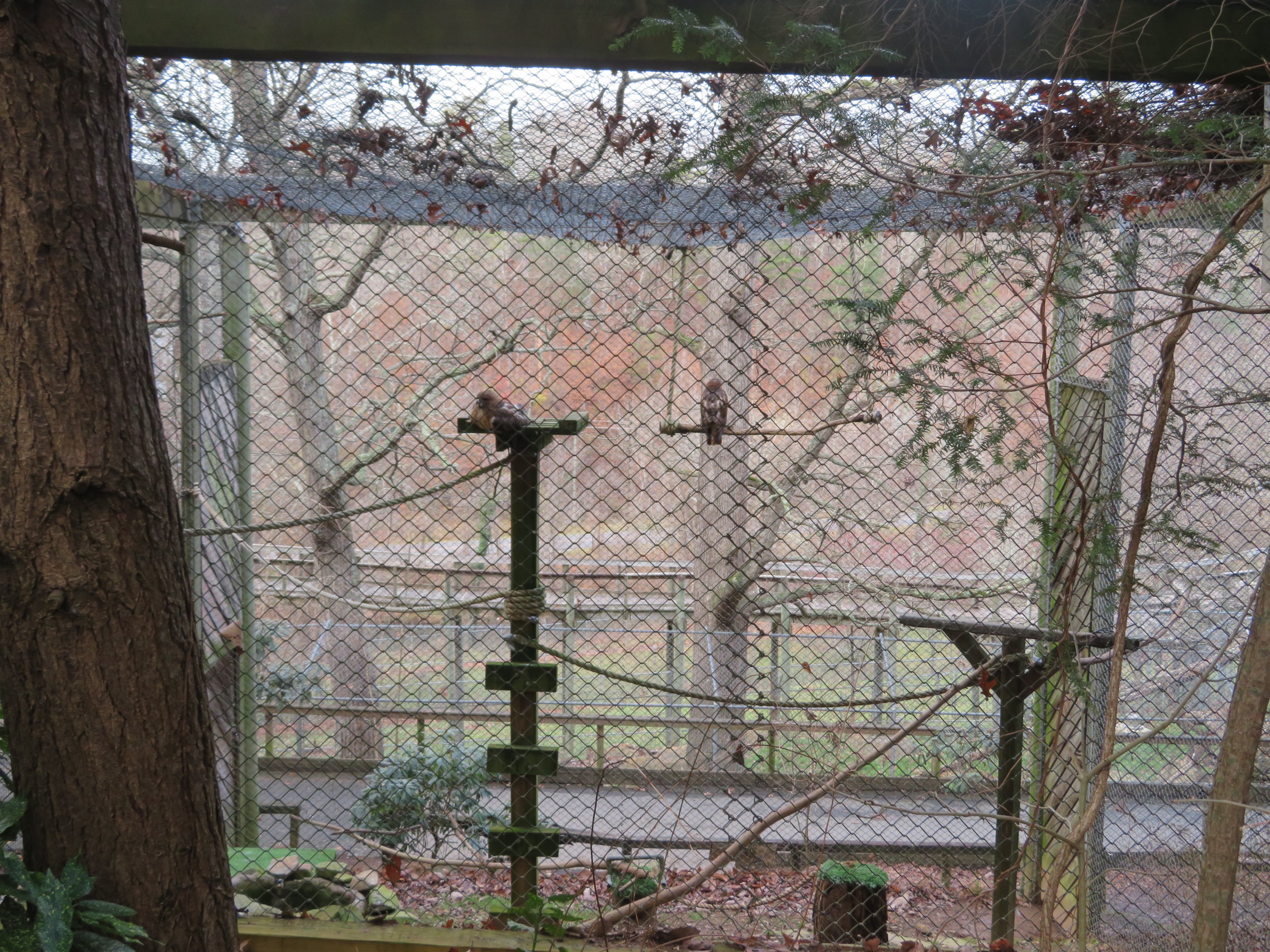 Red-tailed Hawk Aviary