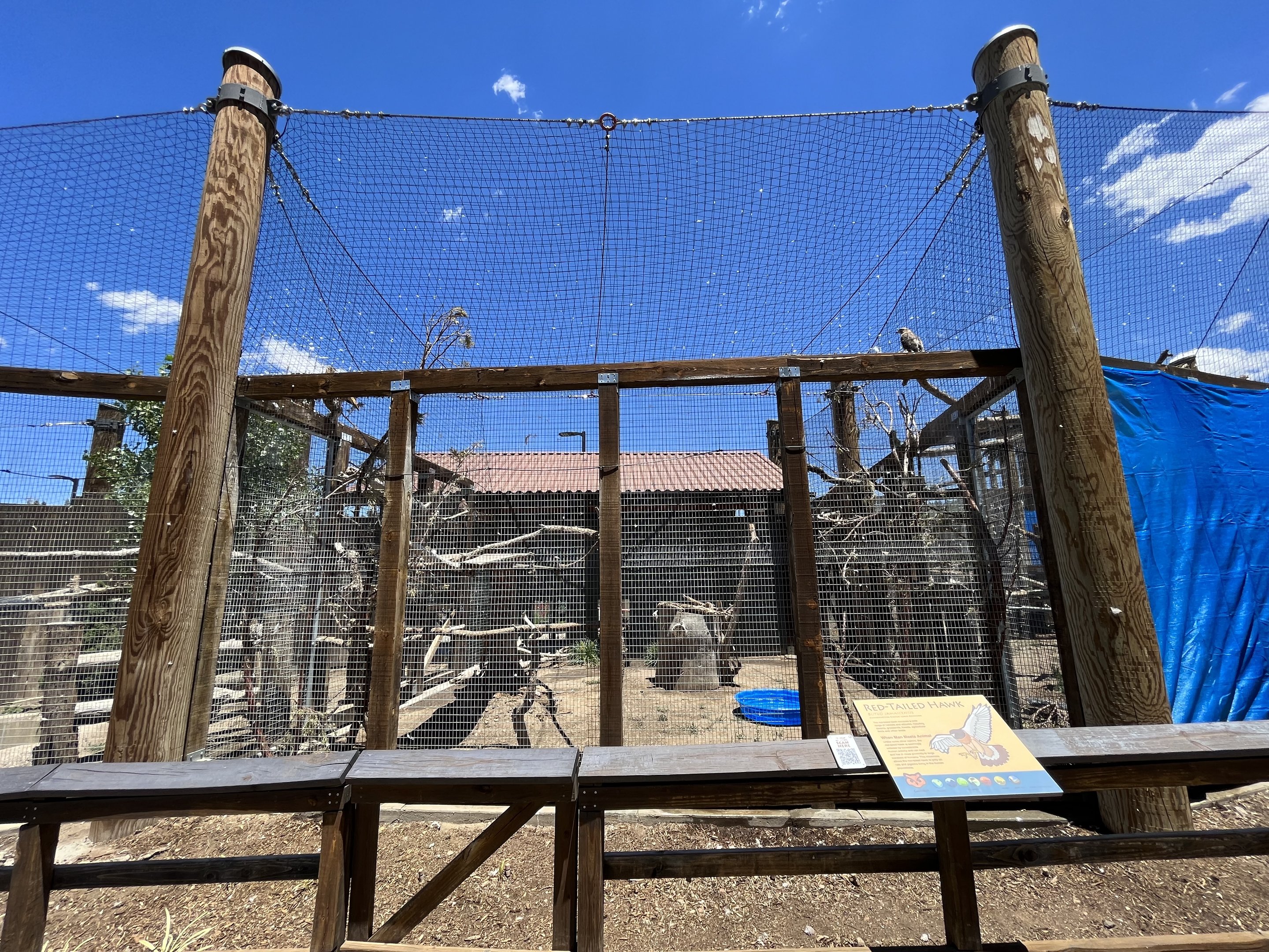 Red-tailed Hawk Aviary