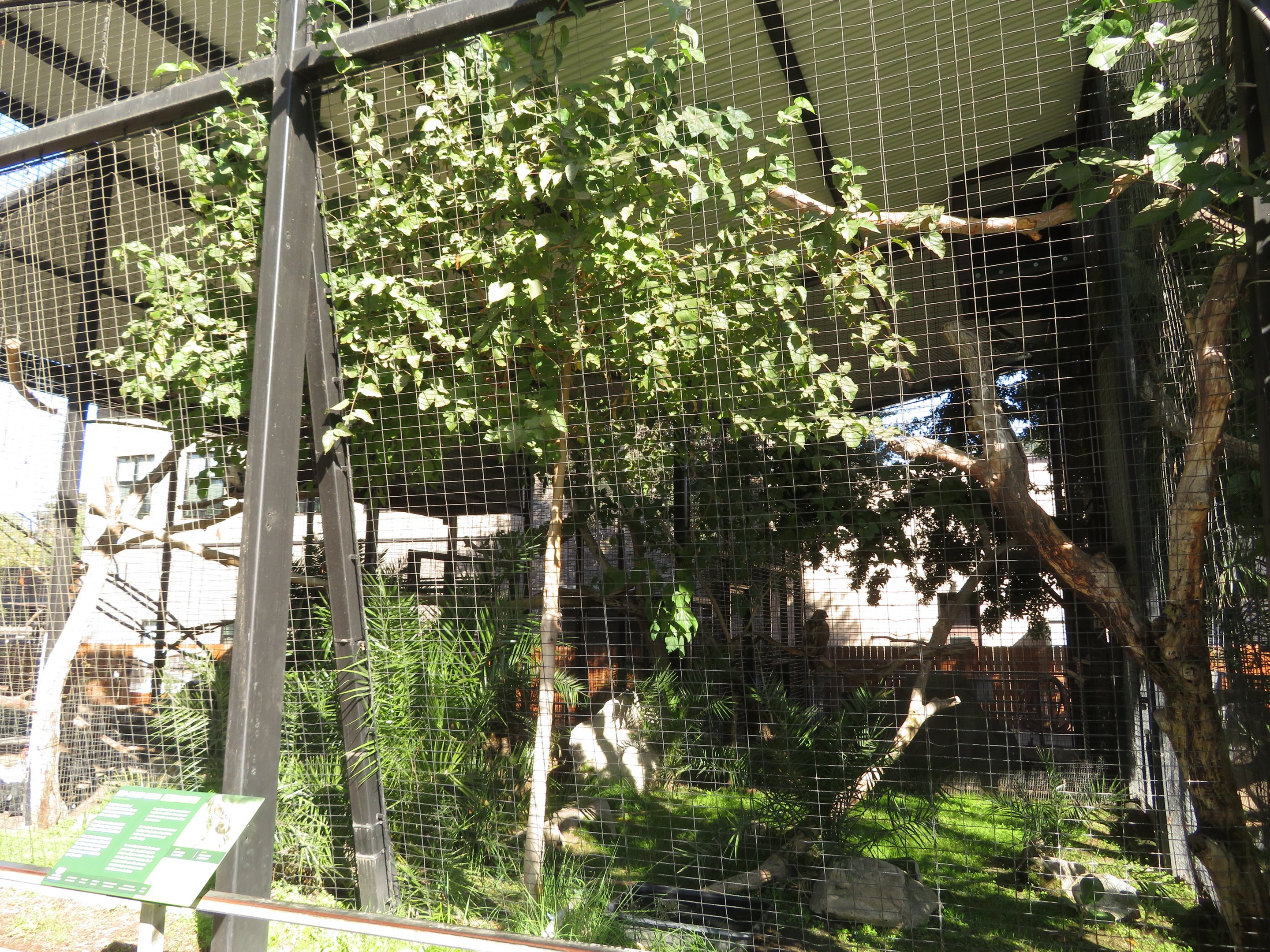 Red-tailed Hawk Aviary