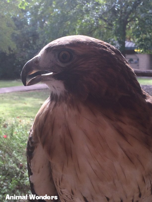 Red-tailed Hawk (Buteo jamaicensis)