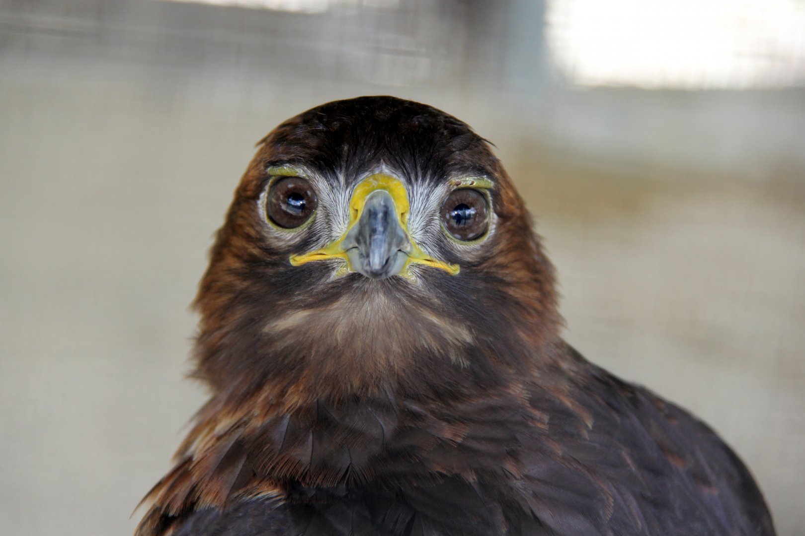 red-tailed hawk (Buteo jamaicensis)